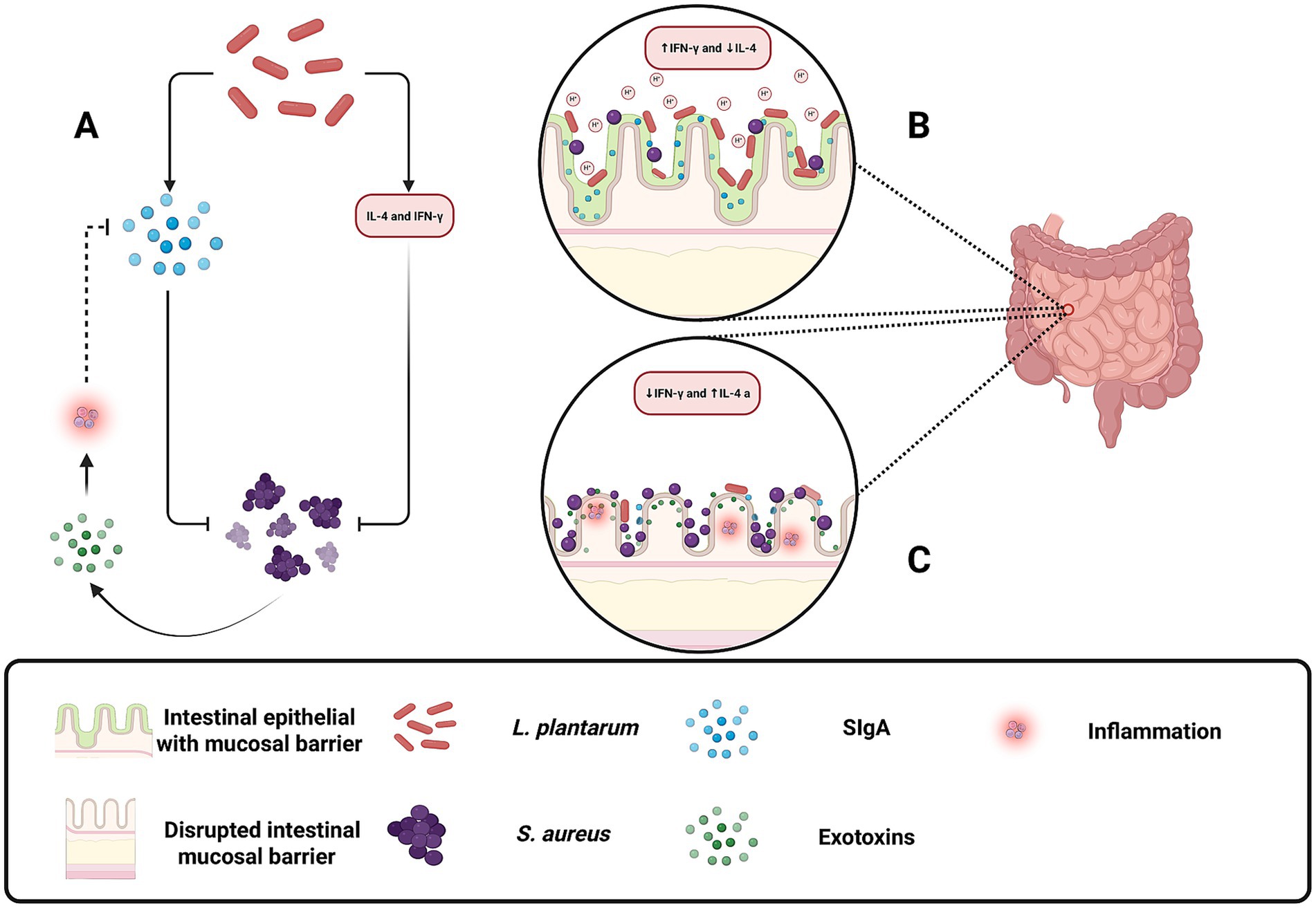 Diagram illustrating the effect of different bacteria on the intestinal mucosal barrier. Section A shows interactions between *L. plantarum* and *S. aureus*, with associated cytokines IL-4 and IFN-γ. Insets B and C depict increased and decreased levels of these cytokines affecting the integrity of the intestinal barrier, shown with intact and disrupted epithelial lining, respectively. A key identifies various elements such as epithelial states, bacteria, secretory IgA, exotoxins, and inflammation.