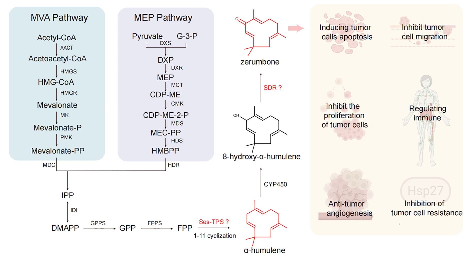 Flowchart depicting the MVA and MEP pathways for synthesizing zerumbone via intermediates, including 8-hydroxy-α-humulene and α-humulene. Biological effects on tumor cells involve apoptosis induction, migration inhibition, proliferation inhibition, immune regulation, angiogenesis inhibition, and resistance inhibition.