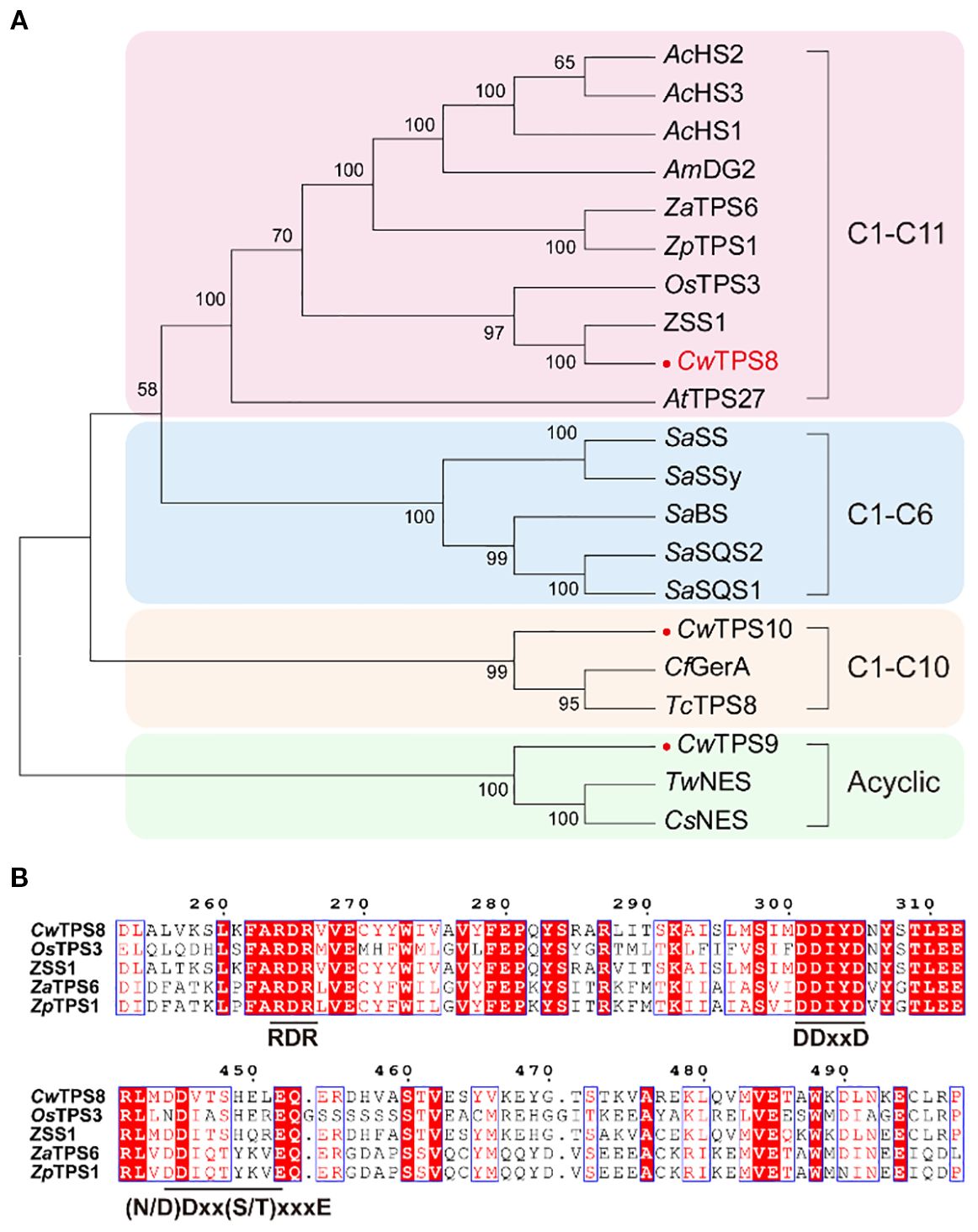 Panel A shows a phylogenetic tree of various terpene synthases, highlighting groups C1-C11, C1-C6, C1-C10, and Acyclic. Panel B displays amino acid sequence alignments of different enzyme samples, with red boxes indicating conserved regions like RDR and DDxxD motifs.