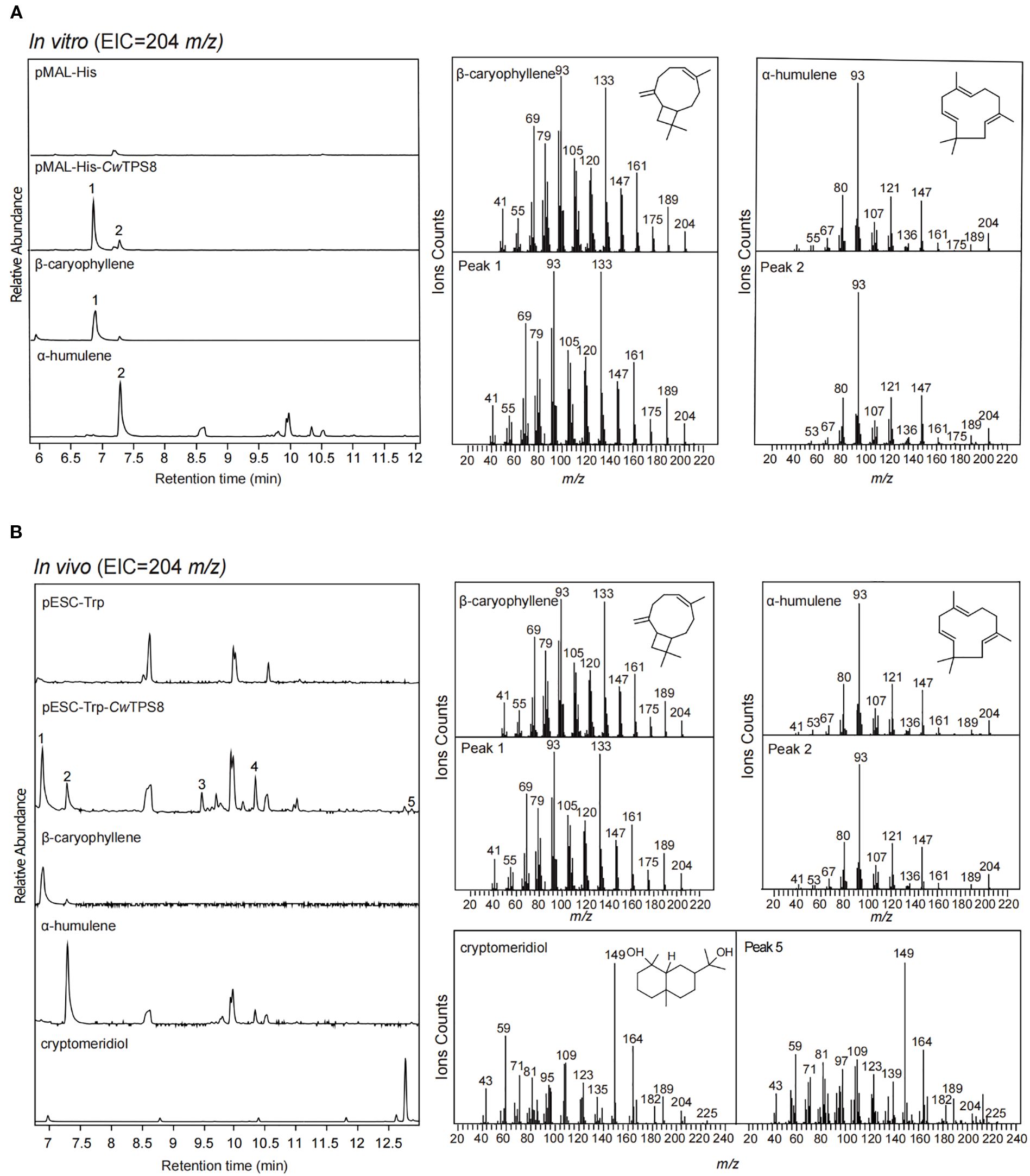 Chromatograms and mass spectra are shown for in vitro and in vivo analyses of sesquiterpenes. Panel A shows the in vitro results with chromatograms for pMAL-His, pMAL-His-CwTPS8, β-caryophyllene, and α-humulene, along with mass spectra for two peaks. Panel B displays the in vivo results with chromatograms for pESC-Trp, pESC-Trp-CwTPS8, β-caryophyllene, α-humulene, and cryptomeridol, presenting mass spectra for five peaks. Peaks and corresponding compounds are indicated in each panel.