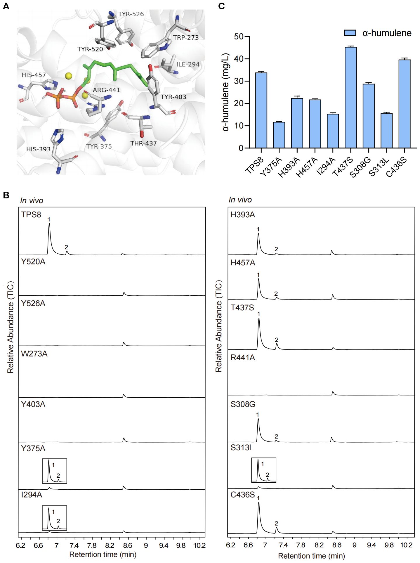 Illustration and charts for a-humulene production analysis. A) The molecular docking of β-caryophyllene /a-humulene synthase (CwTPS8) and the substrate FPP. The labeled amino acids are key residues of the active pocket; B) Graphs display in vivo retention times for different mutants like Y520A and H393A. C) Bar graph compares a-humulene levels across several mutants, highlighting variation in production, with TPS8T437S showing the highest level.