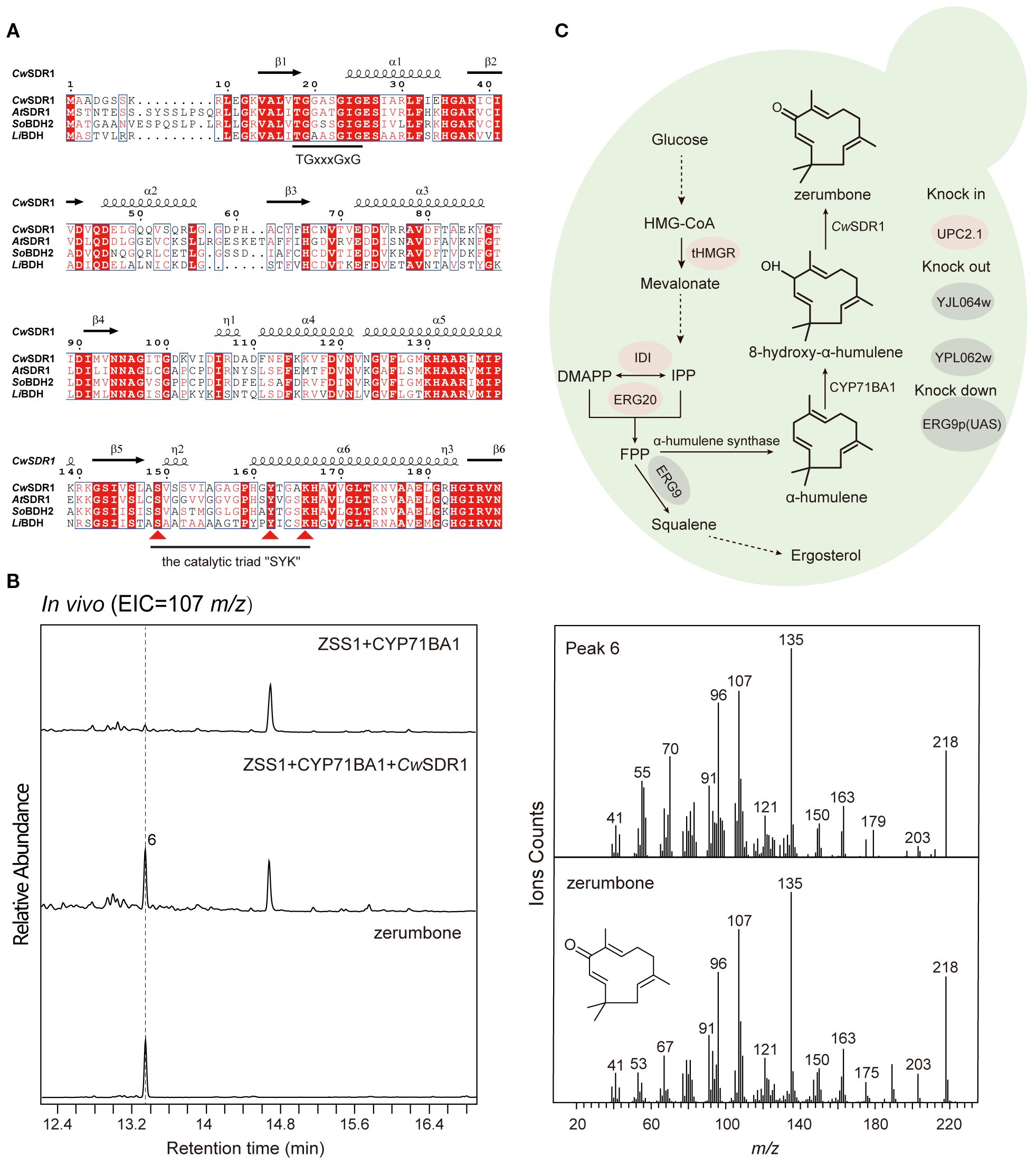 Alignment of amino acid sequences for different reductases shows conserved regions. Mass spectrometry charts indicate relative abundance and specific ion counts for zerumbone in engineered yeast strains. A biosynthesis pathway diagram illustrates the conversion from glucose to ergosterol, indicating enzyme knockouts and knock ins for optimizing α-humulene and zerumbone production.