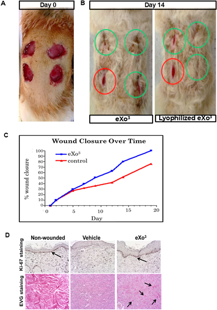 Panel A shows a set of four open wounds on an animal on Day 0. Panel B displays the wounds on Day 14, treated with eXo³ and lyophilized eXo³, with varying closure levels marked in circles. Panel C is a line graph showing wound closure percentage over time, comparing eXo³ and control, with eXo³ showing better results. Panel D includes histological sections of non-wounded, vehicle-treated, and eXo³-treated tissue, stained with Ki-67 and EVG, indicating differences in cellular activity and tissue structure with arrows pointing to specific areas.