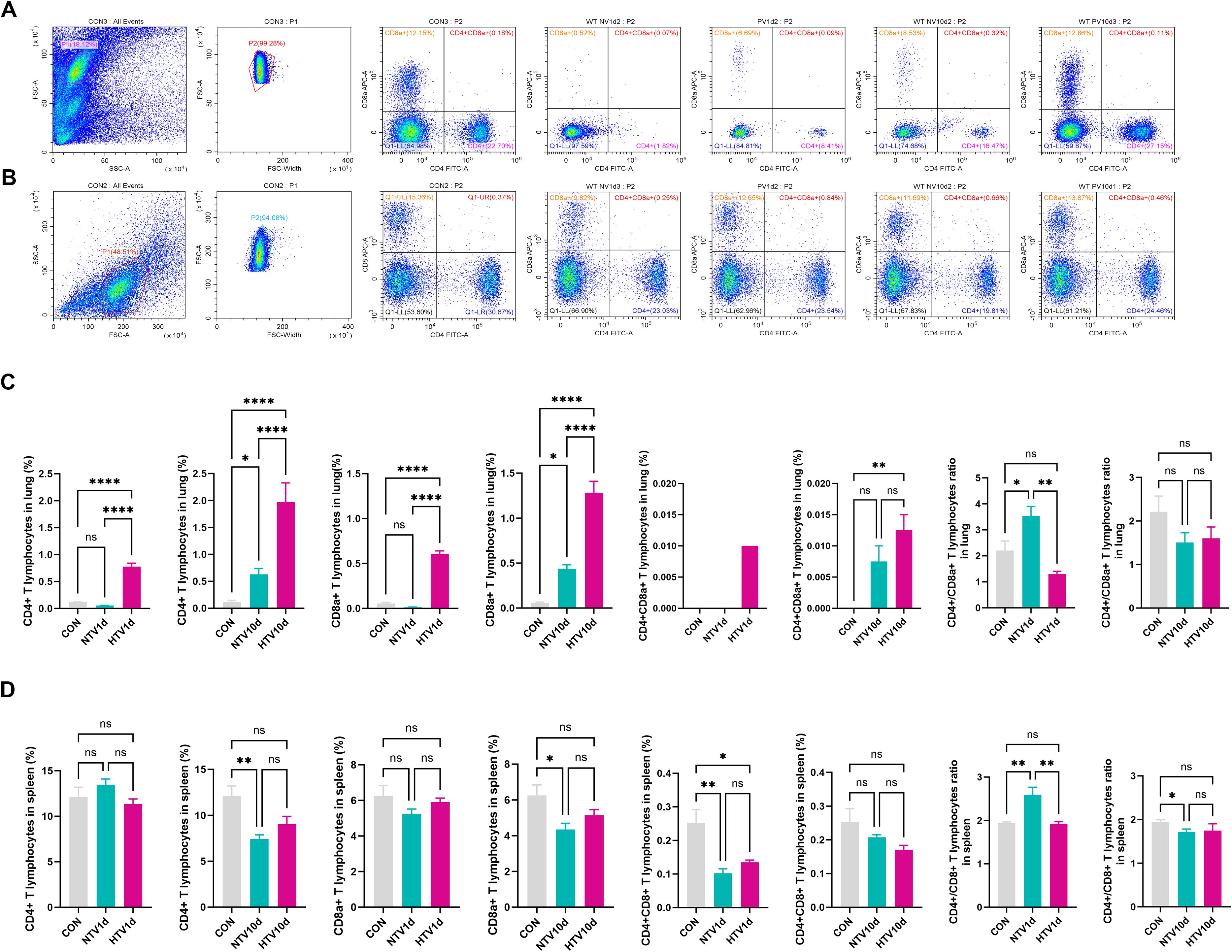 Flow cytometry analysis and bar graphs showcasing T lymphocyte populations. Panels A and B display dot plots of cell populations marked with specific fluorochromes. Panel C contains bar graphs illustrating the percentage of CD4+ and CD8+ T lymphocytes in the lungs under different conditions, with significance levels indicated. Panel D presents similar bar graphs for the spleen, detailing T lymphocyte percentages and ratios, also with significance markers.
