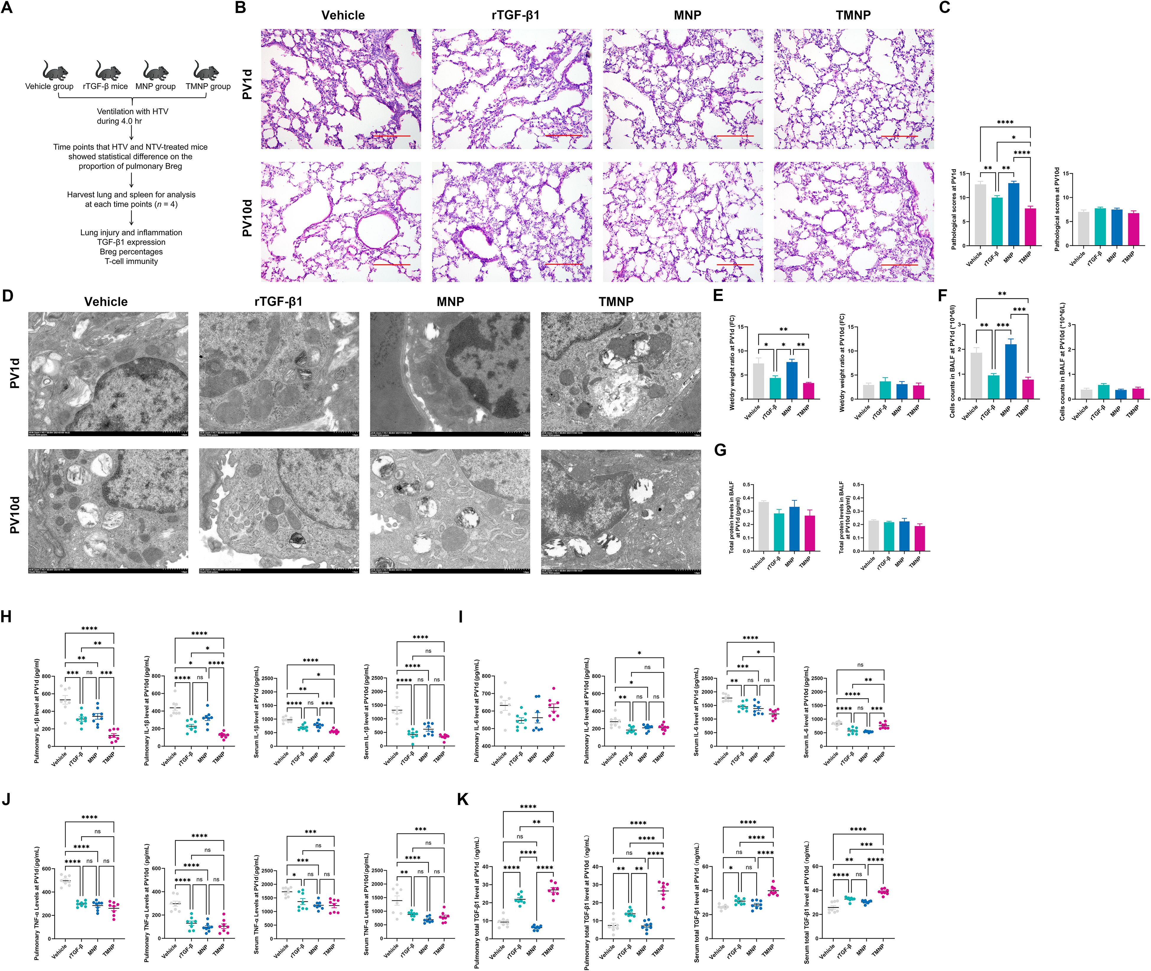 A scientific figure showing multiple panels related to lung analysis after different treatments. Panel A outlines experimental groups and procedures. Panel B presents lung tissue images stained with H&E for Vehicle, rTGF-β1, MNP, and TMNP groups at two time points (PV1d and PV10d). Panel C features a bar graph of lung injury scores. Panel D shows electron micrographs of lung tissues for the same groups and time points. Panels E to G include bar graphs of immune cell counts and molecular markers. Panels H to K depict scatter plots with statistical significance indicators for various measurements.