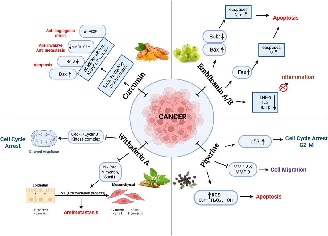 Diagram showing the effects of four compounds on cancer pathways. Curcumin affects anti-angiogenic and apoptotic processes. Emblicanin A/B induces apoptosis and reduces inflammation. Withaferin A leads to cell cycle arrest and antimetastasis. Piperine causes cell cycle arrest and apoptosis. Central image of cancer cells with each compound's effects depicted around it, alongside relevant pathways and molecular targets.