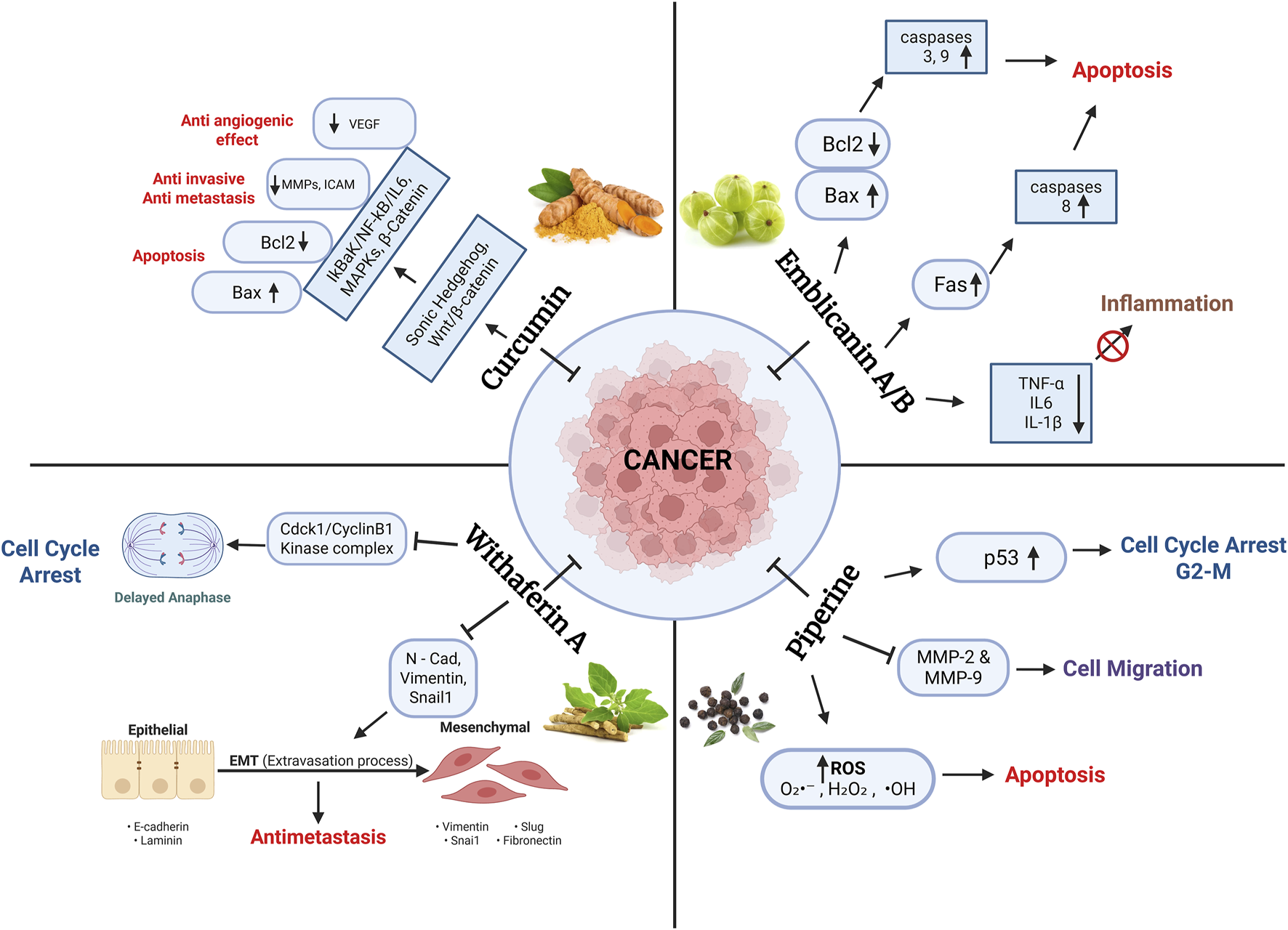 Diagram showing the effects of four compounds on cancer pathways. Curcumin affects anti-angiogenic and apoptotic processes. Emblicanin A/B induces apoptosis and reduces inflammation. Withaferin A leads to cell cycle arrest and antimetastasis. Piperine causes cell cycle arrest and apoptosis. Central image of cancer cells with each compound's effects depicted around it, alongside relevant pathways and molecular targets.