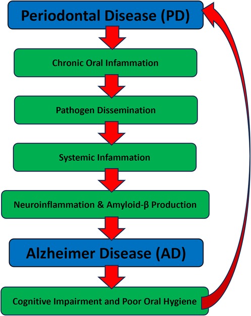 Flowchart illustrating the progression from periodontal disease (PD) to Alzheimer disease (AD). It starts with chronic oral inflammation, then pathogen dissemination, systemic inflammation, neuroinflammation and amyloid-beta production, leading to Alzheimer's disease. This results in cognitive impairment and poor oral hygiene, creating a cyclical process. Red arrows indicate progression between stages.