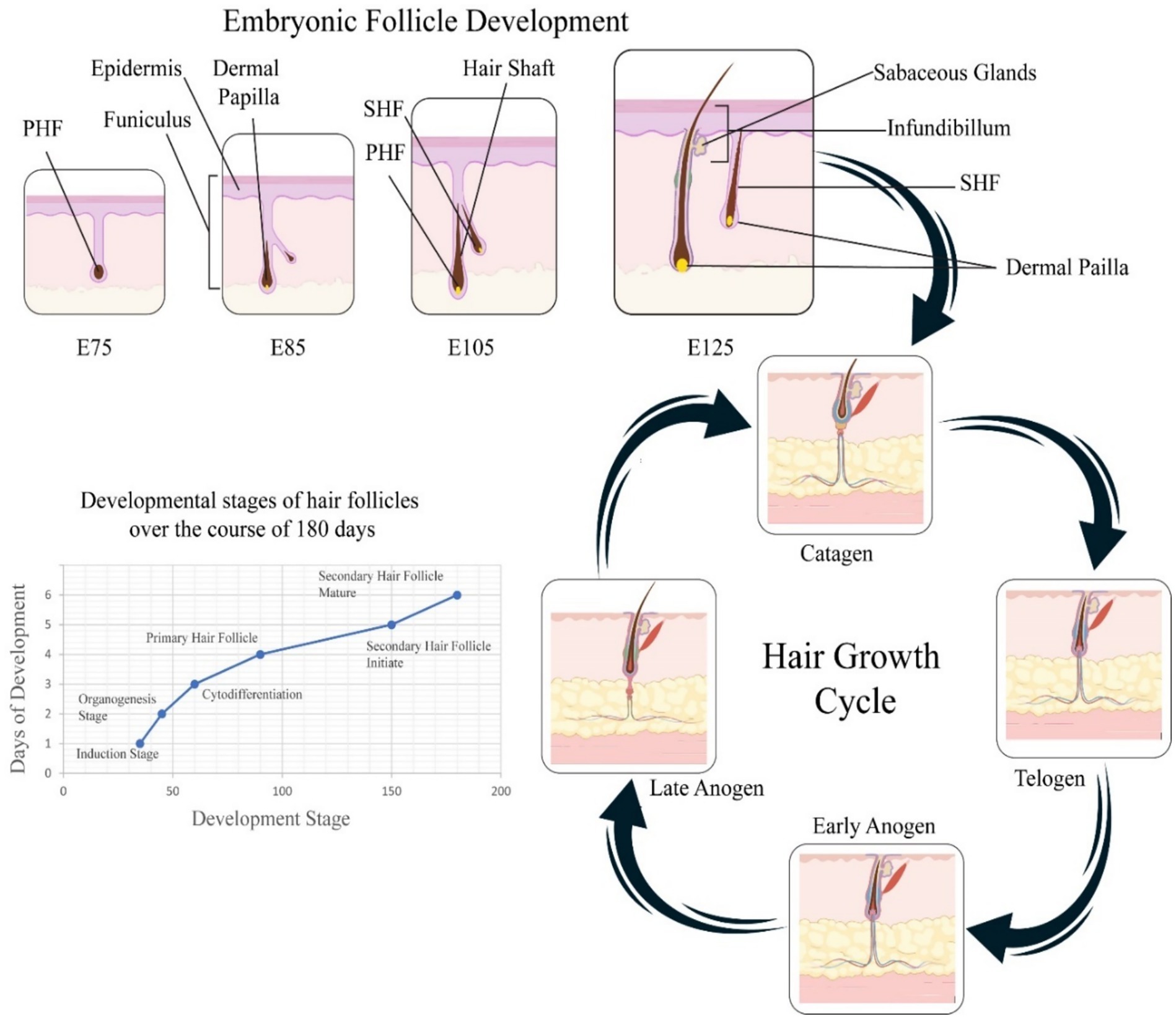 Diagram depicting embryonic follicle development and the hair growth cycle. Top section shows stages E75 to E125, with labels for epidermis, dermal papilla, and hair shaft. Bottom left features a graph of developmental stages over 180 days. Right section illustrates the hair growth cycle: catagen, telogen, early anagen, and late anagen phases. Arrows indicate progression through the cycle.