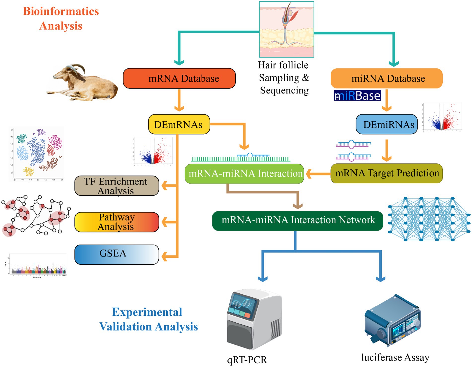 Flowchart illustrating the process of bioinformatics analysis and experimental validation. Hair follicle sampling and sequencing lead to data input into mRNA and miRNA databases. This generates DEmRNAs and DEmiRNAs, which undergo mRNA-target prediction and interactions. The mRNA-miRNA interaction network undergoes TF enrichment analysis, pathway analysis, and GSEA. The network is experimentally validated using qRT-PCR and luciferase assays. Various diagrams and images of a goat, charts, and scientific equipment are included throughout the diagram.