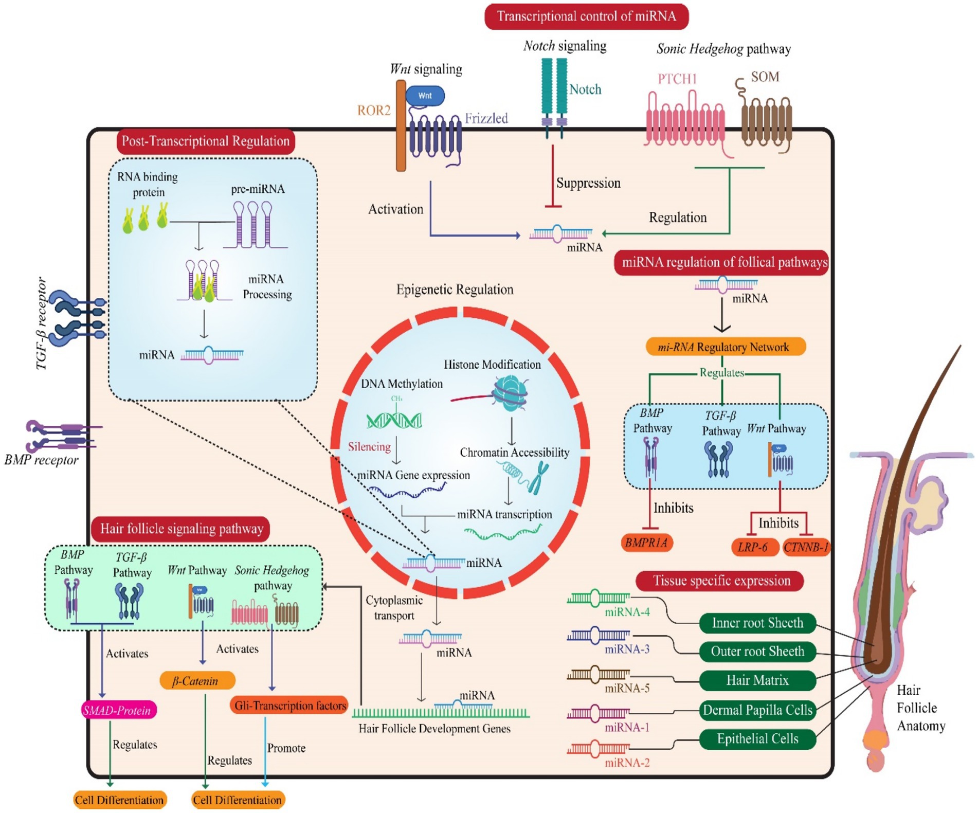 Diagram illustrating the regulation of miRNA in hair follicle pathways. It details transcriptional control via Sonic Hedgehog, Notch, and Wnt signaling pathways, showing components like PTCH1 and Frizzled. miRNA regulatory networks and epigenetic regulation mechanisms, including chromatin accessibility and DNA methylation, are depicted. The image highlights the influence on cell differentiation, tissue-specific gene expression, and the post-transcriptional regulation process. It encompasses miRNA processing and interaction with various cellular components, indicating their roles in hair follicle development and cell differentiation.