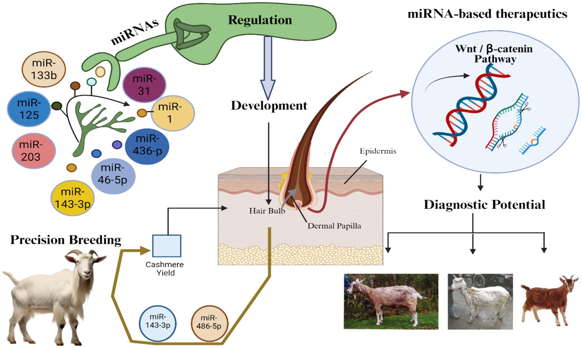 Diagram illustrating the role of miRNAs in hair follicle development, regulation, and miRNA-based therapeutics affecting the Wnt/β-catenin pathway. It highlights miRNA types (e.g., miR-31, miR-125) and their influence on dermal papillae. Precision breeding using miRNAs like miR-143-3p aims to enhance cashmere yield, shown by images of goats. Diagnostic potential is mentioned, connecting research to practical applications.