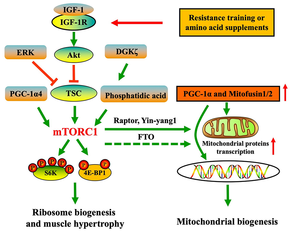 Diagram illustrating the mTORC1 signaling pathway involved in muscle growth and mitochondrial biogenesis. Key components include IGF-1, Akt, TSC, mTORC1, S6K, and 4E-BP1, leading to ribosome biogenesis and muscle hypertrophy. Activation of mTORC1 pathway by resistance training or/and amino acid supplements influences PGC-1α, facilitating mitochondrial biogenesis of skeletal muscle.