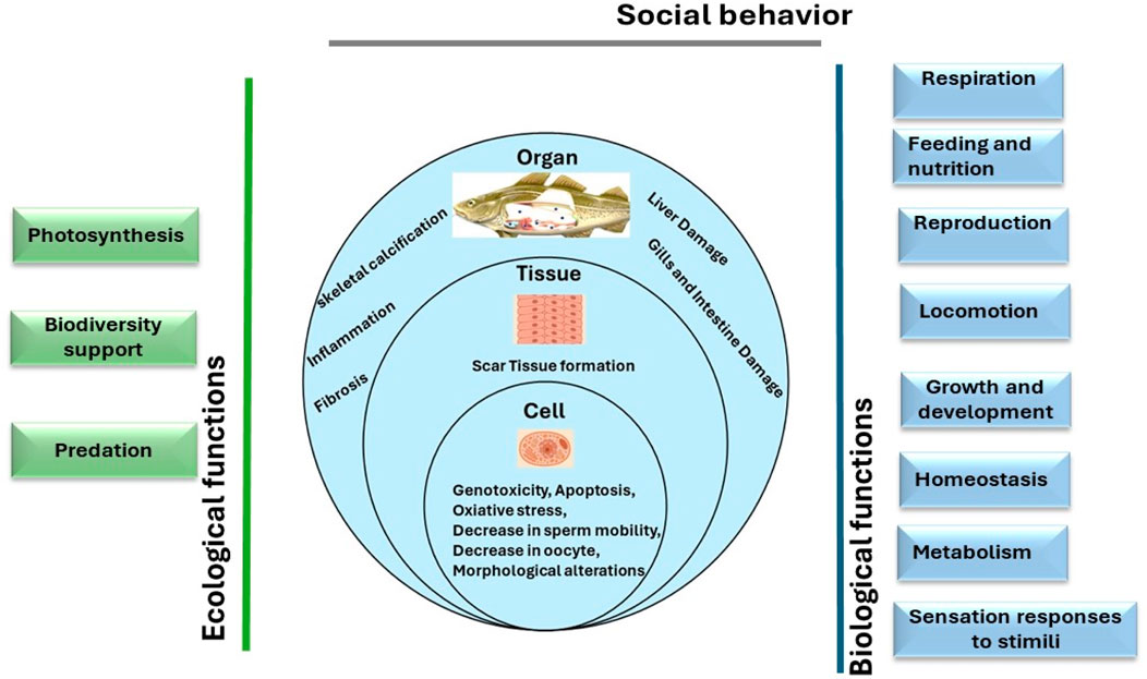 Diagram illustrating ecological, biological functions alongside cellular, tissue, and organ impacts. Ecological functions include photosynthesis, biodiversity support, and predation. Biological functions encompass respiration, nutrition, reproduction, mobility, growth, homeostasis, metabolism, and sensation. The central diagram shows effects at the cellular level (genotoxicity, apoptosis, stress), tissue level (scar formation), and organ level (liver and gill damage).