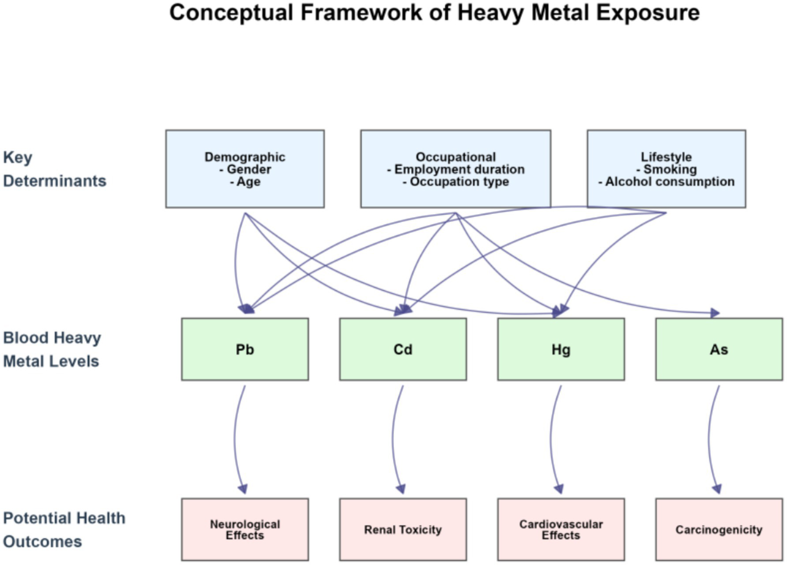 Conceptual framework diagram illustrating heavy metal exposure. Key determinants include demographic factors like gender and age, occupational elements such as employment duration and type, and lifestyle choices like smoking and alcohol consumption. These determinants influence blood levels of heavy metals: lead (Pb), cadmium (Cd), mercury (Hg), and arsenic (As). The exposure leads to potential health outcomes: neurological effects, renal toxicity, cardiovascular effects, and carcinogenicity. Arrows indicate the flow of influence between the determinants, blood metal levels, and health outcomes.