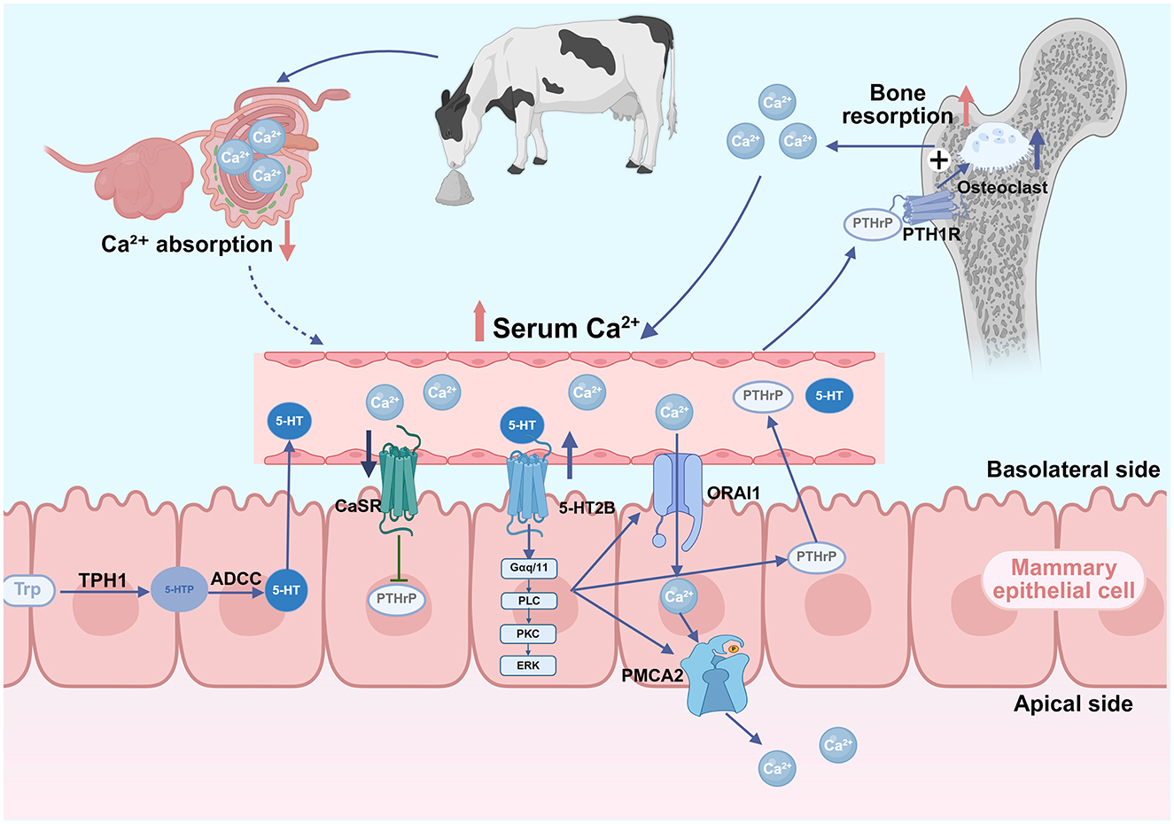 Diagram illustrating calcium (Ca2+) regulation in mammary epithelial cells, detailing absorption in the intestine, resorption in bones influenced by osteoclast activity, and transport across cell membranes. Key components include proteins like CaSR, ORAI1, PMCA2, 5-HT, and PTHrP, alongside pathways involving TPH1 and ADCC. The process affects serum calcium levels, with an emphasis on interactions at the basolateral and apical sides of cells. Arrows indicate direction of calcium movement and effects on cellular and systemic functions.