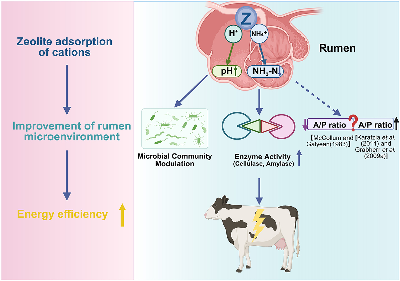 Diagram illustrating how zeolite adsorption of cations improves the rumen microenvironment, enhancing microbial community modulation and enzyme activity. This process alters the A/P ratio, leading to increased energy efficiency in cows.