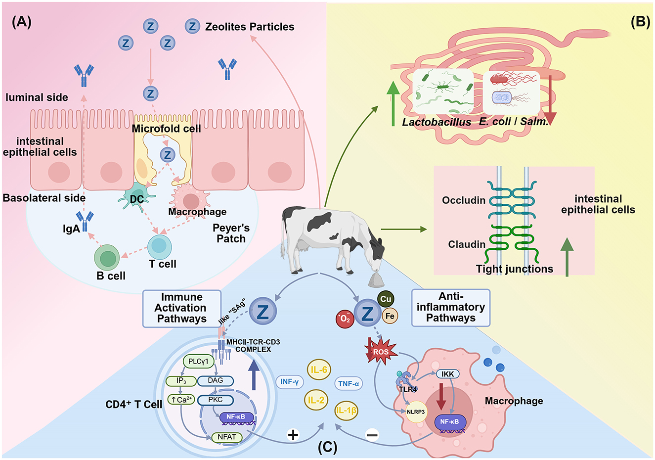 Diagram illustrating zeolites' role in intestinal health. (A) Shows zeolite particles interacting with intestinal epithelial cells, B cells, and T cells, highlighting immune activation pathways. (B) Depicts improved gut microflora and tight junctions. (C) Focuses on anti-inflammatory pathways involving CD4+ T cells and macrophage interactions with zeolites, leading to reduced inflammation. Central cow represents agricultural context.