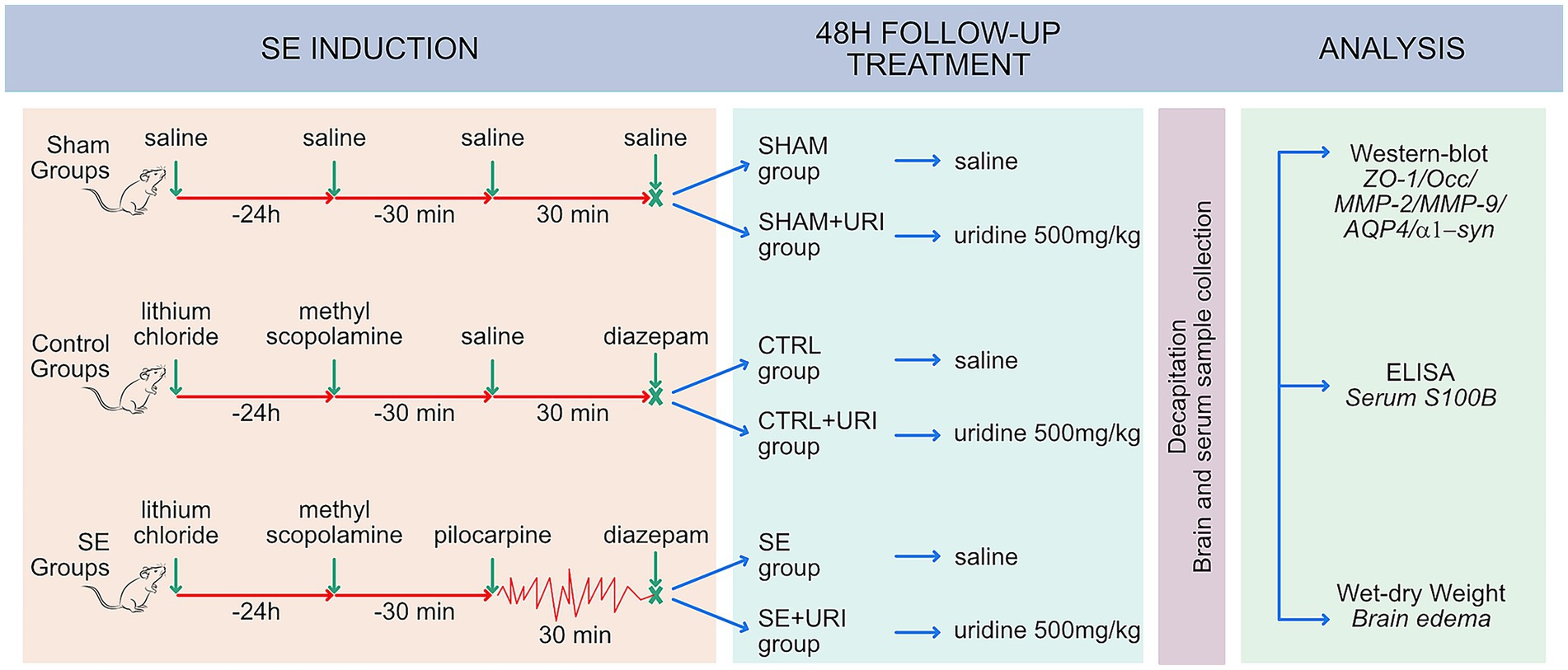 Diagram detailing an experimental procedure involving rats divided into Sham, Control, and SE groups. The timeline includes saline, lithium chloride, methyl scopolamine, pilocarpine, and diazepam treatments. Follow-up treatments involve saline and uridine, leading to analysis through Western blot and ELISA for markers like ZO-1 and Serum S100B, and evaluation of brain edema.