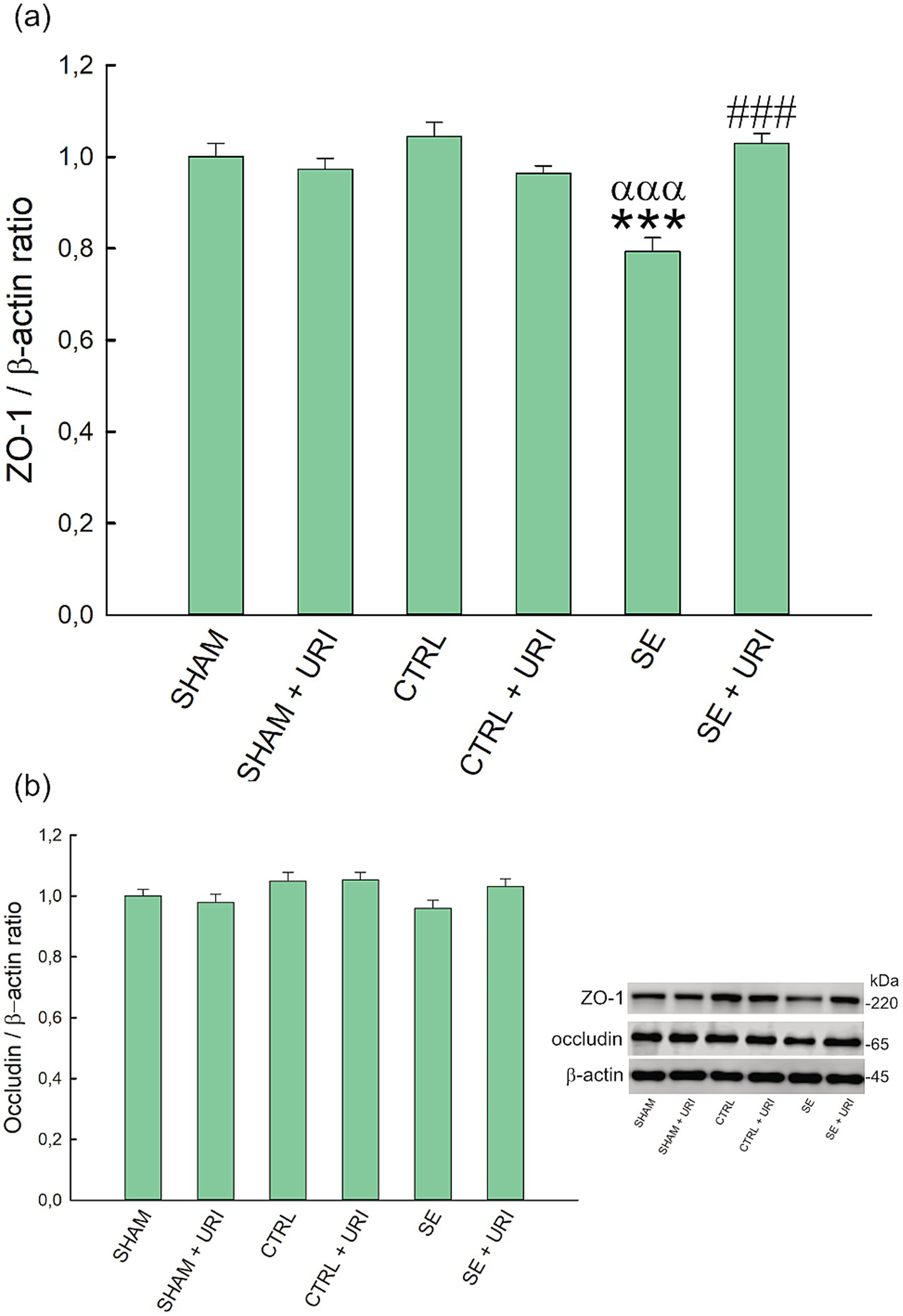 Bar graphs depicting protein ratios. Graph (a) shows the ZO-1 to β-actin ratio across six groups: SHAM, SHAM+URI, CTRL, CTRL+URI, SE, SE+URI, with significant differences in SE and SE+URI. Graph (b) shows the occludin to β-actin ratio for the same groups with no marked differences. An inset displays a Western blot for ZO-1, occludin, and β-actin proteins.