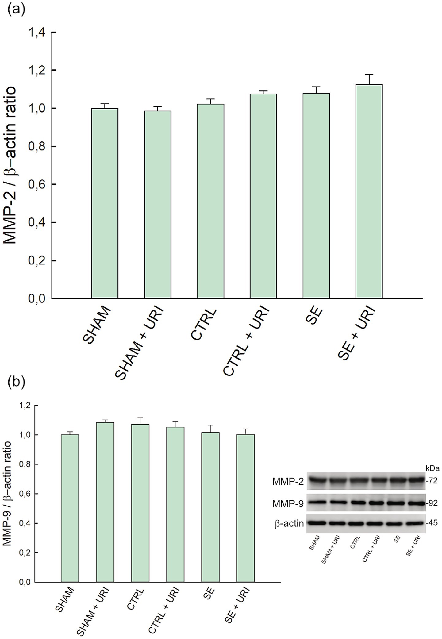 Bar graphs depict the MMP-2 and MMP-9 to β-actin ratios across six groups: SHAM, SHAM + URI, CTRL, CTRL + URI, SE, and SE + URI. Both graphs show no marked differences. Error bars indicate variability. An accompanying image shows protein bands for MMP-2, MMP-9, and β-actin with molecular weights of 72, 92, and 45 kDa, respectively.