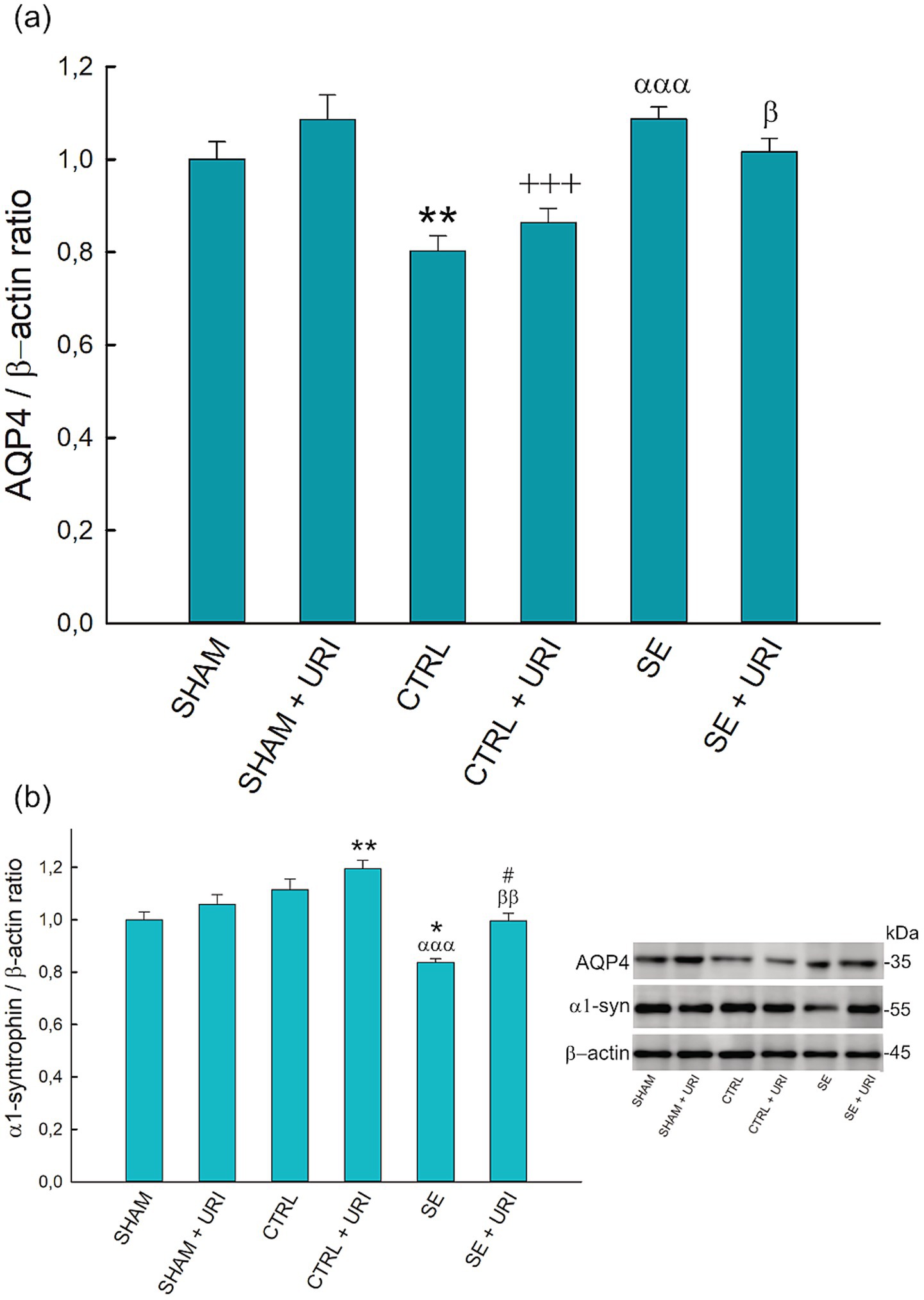 Bar graphs display the AQP4/β-actin ratio and α1-syntrophin/β-actin ratio across six groups: SHAM, SHAM + URI, CTRL, CTRL + URI, SE, and SE + URI. Significant differences are indicated by symbols such as asterisks and Greek letters above the bars. An inset shows Western blot bands for AQP4, α1-syn, and β-actin.