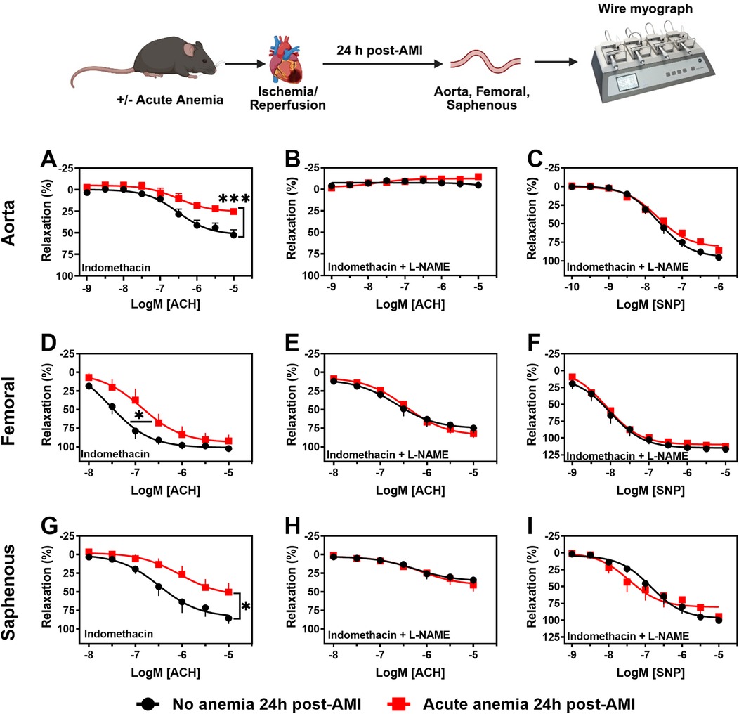 Diagram illustrating the experimental setup and line graphs. A mouse undergoes ischemia/reperfusion leading to changes analyzed via a wire myograph 24 hours post-acute myocardial infarction (AMI). Panels A to I display relaxation percentages in aorta, femoral, and saphenous arteries with treatments of indomethacin and L-NAME, showing data for both acute anemia and no anemia conditions. Significant differences are marked with asterisks.