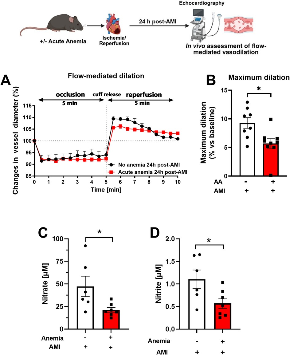 Diagram shows a study on mice assessing flow-mediated vasodilation post-acute myocardial infarction (AMI) with anemia. Panel A displays a graph of vessel diameter changes over time, showing diminished dilation in acute anemia. Panel B's bar chart indicates maximum dilation percentage, reduced with anemia. Panels C and D show bar charts of nitrate and nitrite levels, respectively, both lower in anemic conditions. Stars indicate statistical significance.