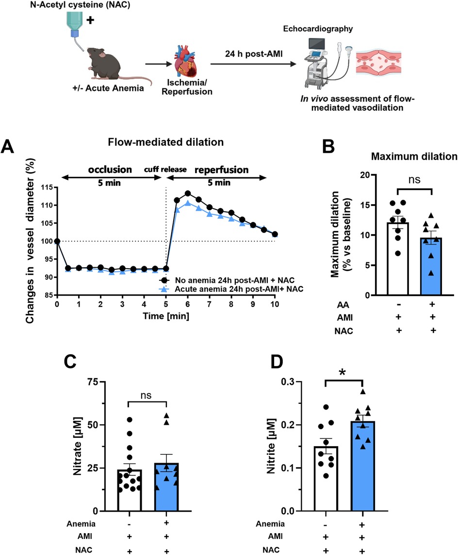 Diagram illustrating the effect of N-Acetyl cysteine (NAC) on mice with or without acute anemia undergoing ischemia/reperfusion. Panel A shows a graph of flow-mediated dilation over time, with two groups: no anemia with NAC, and acute anemia with NAC. Panel B presents a bar chart comparing maximum dilation in percent, showing no significant difference between groups. Panel C and D display nitrate and nitrite levels in micromolar, respectively, indicating no significant difference in nitrate and a significant increase in nitrite for the acute anemia group. Data points are represented with circles and triangles.