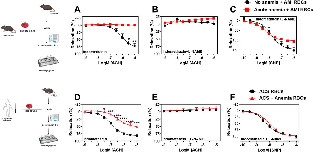 A schematic diagram depicting the experimental setup and results of co-incubation studies. On the left, a diagram shows the process involving C57BL6/J mice, aortic extraction, red blood cell (RBC) co-incubation, and wire myograph analysis. The right features graphs labeled A to F, comparing relaxation percentages under varying conditions. Black circles represent no anemia or acute coronary syndrome (ACS) RBCs, while red symbols denote anemia conditions. Panels A, D show decreased relaxation in anemia. Panels B, E show consistent relaxation with indomethacin and L-NAME. Panels C, F illustrate SNP-induced relaxation differences.