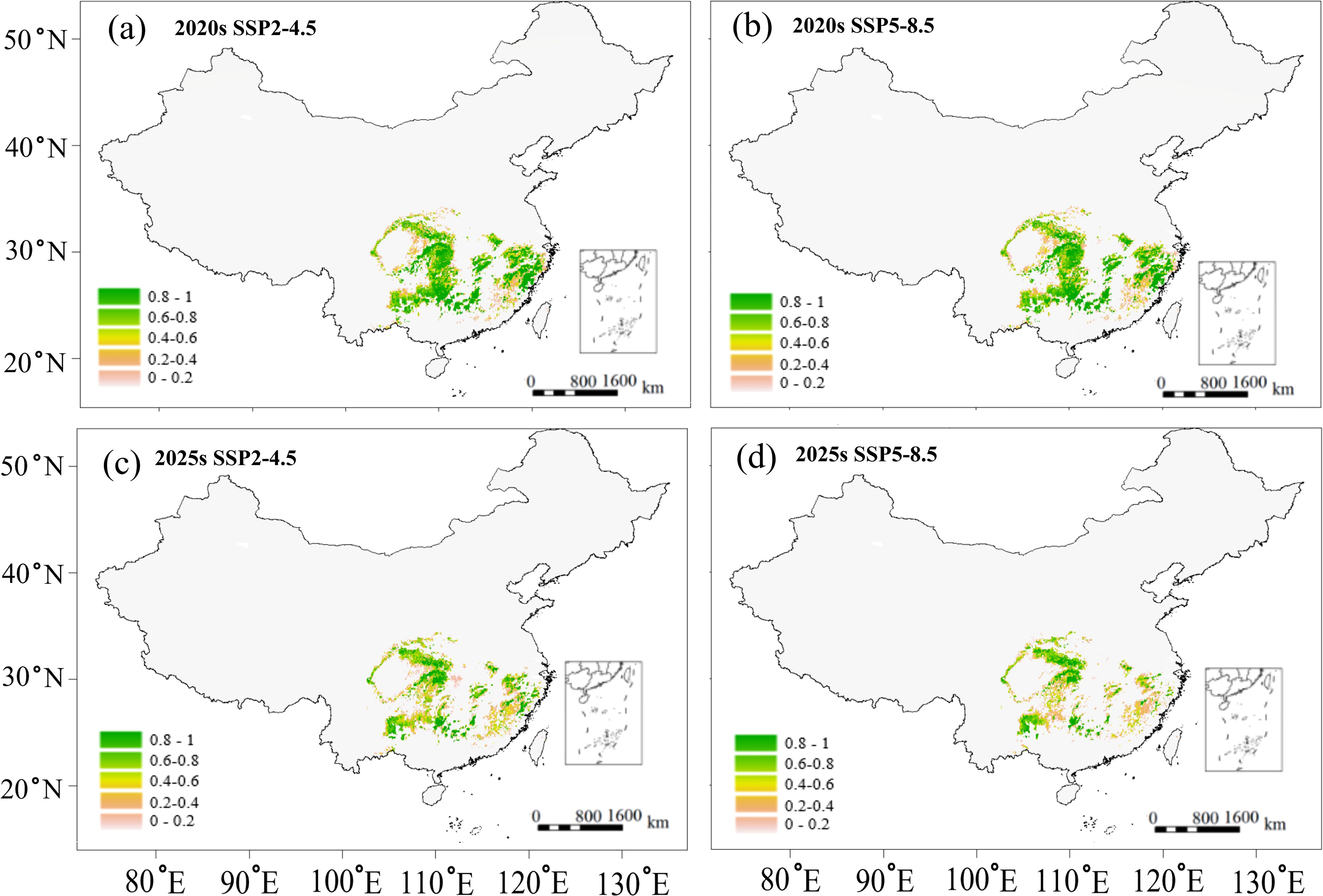 Four maps of China show potential distribution areas using climate scenarios for the 2020s and 2025s under SSP2-4.5 and SSP5-8.5. Color gradients from green to orange represent probability ranges from 0.2 to 1. Insets and a scale bar are included.