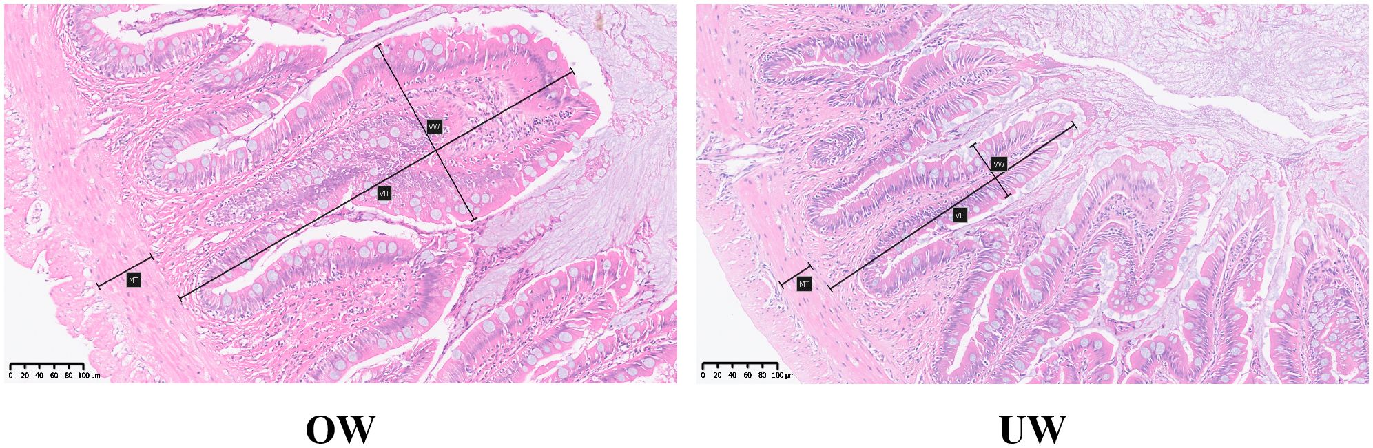 Histological comparison of intestinal tissue under two conditions, labeled OW and UW. Both images depict tissue stained in pink and purple hues, with annotations indicating measurements for muscular thickness (MT), villus height (VH), and villus width (VW). Scale bars at the bottom provide reference in micrometers.