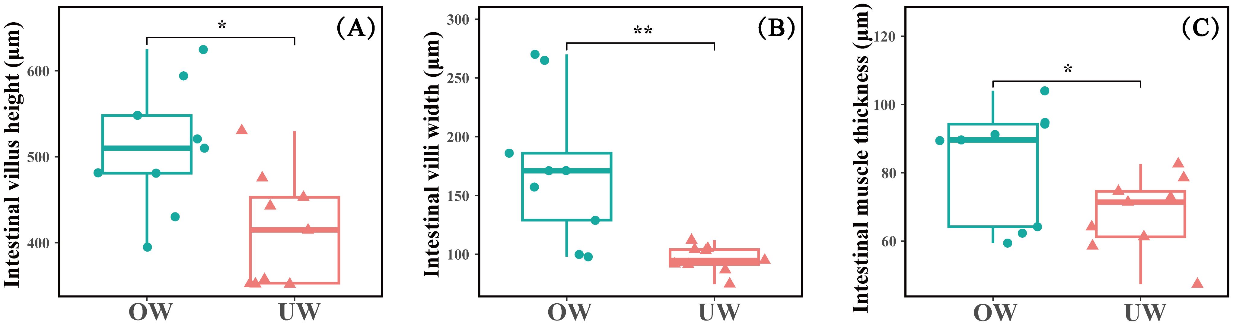 Box plots showing differences between OW (overweight) and UW (underweight) groups. (A) Intestinal villus height is higher in OW. (B) Intestinal villi width is greater in OW. (C) Intestinal muscle thickness is larger in OW. Statistical significance is indicated by asterisks.