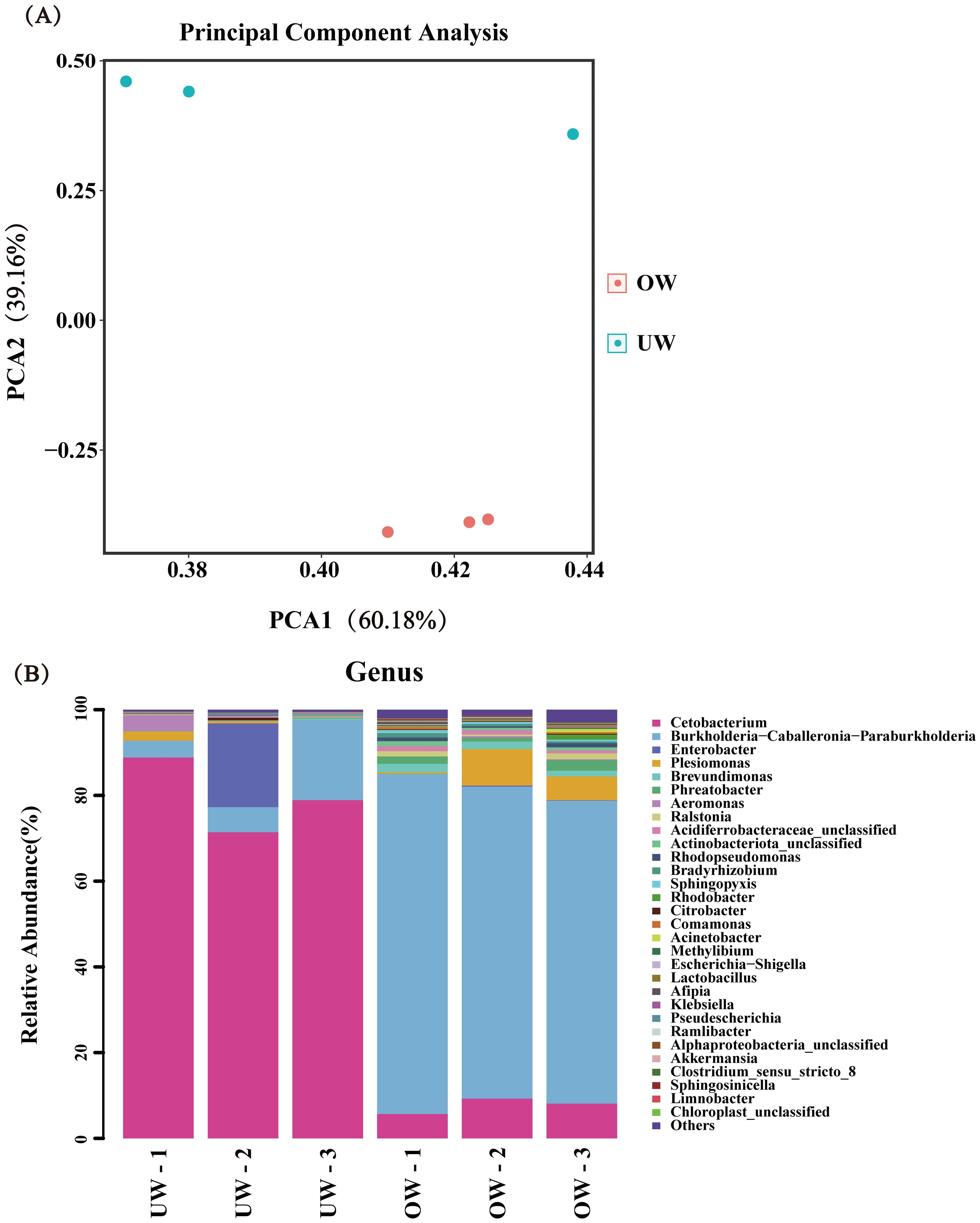 Panel (A) shows a scatter plot for Principal Component Analysis with PCA1 on the x-axis and PCA2 on the y-axis. Data points are color-coded: OW in red and UW in blue. Panel (B) displays a bar chart of relative abundance percentages, categorized by genus for samples UW-1, UW-2, UW-3, OW-1, OW-2, and OW-3. Each bar comprises multiple colors representing different genera. A legend lists the genus names associated with each color.