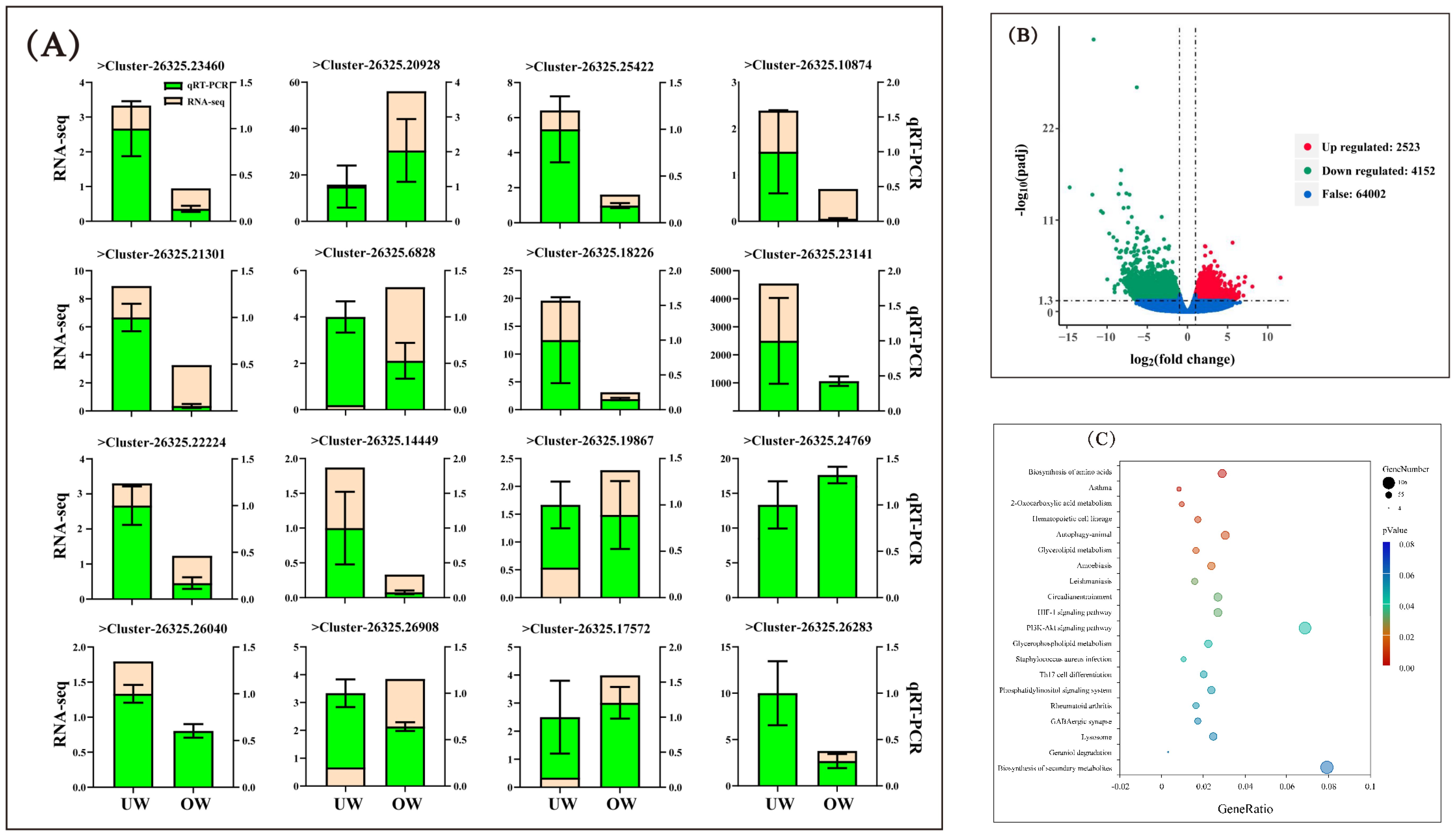 (A) Bar charts comparing qRT-PCR and RNA-seq data in various clusters, showing varying expression levels for UW and OW samples. (B) Volcano plot displaying gene expression changes, highlighting upregulated, downregulated, and false values. (C) Bubble chart illustrating pathways with gene ratios and significance, with bubble size indicating gene numbers and color representing p-value significance.
