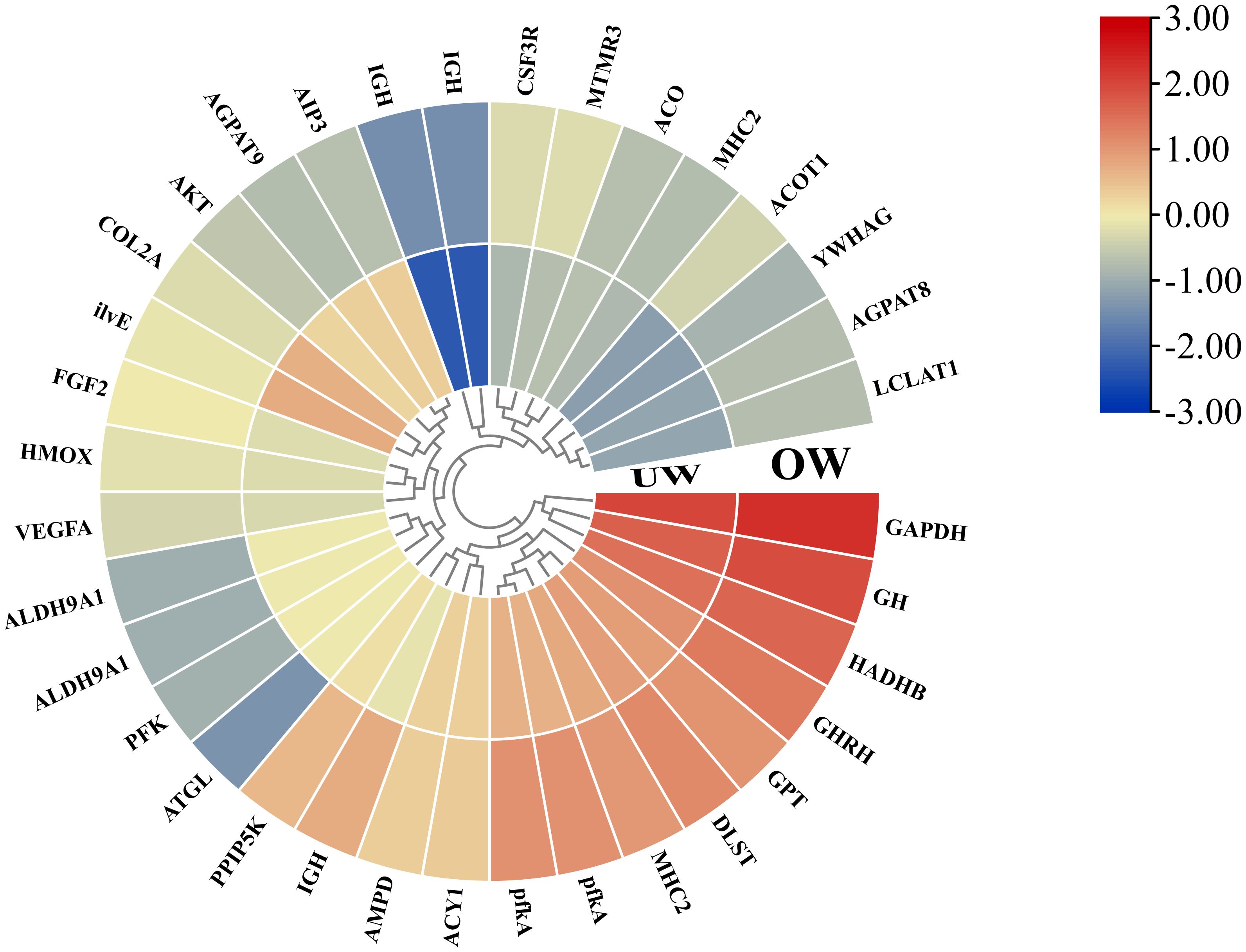 Circular heatmap showing gene expression data for various genes such as AGPAT9, AKT, and GAPDH. The expression levels range from blue, indicating low expression (-3.00), to red, indicating high expression (3.00). Genes are grouped with labels such as UW and OW, with a color gradient from blue to red.