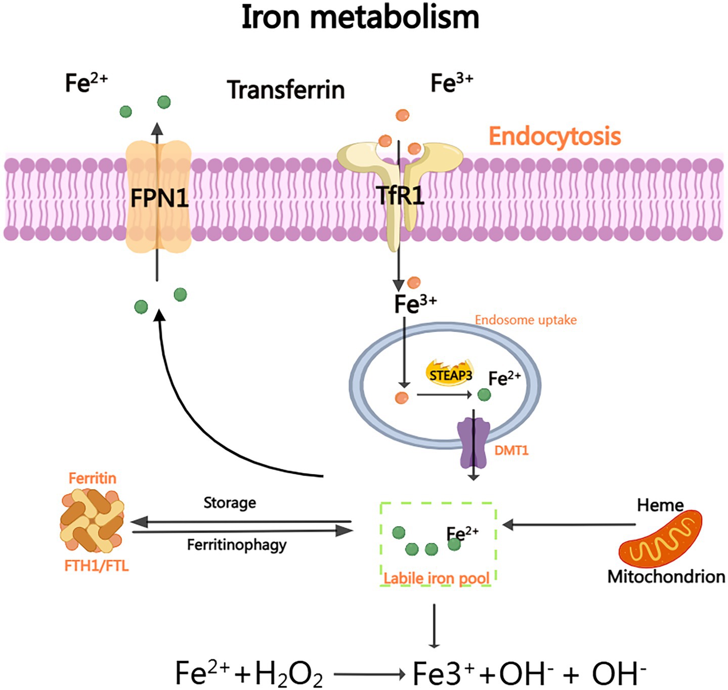Diagram illustrating iron metabolism. Iron in the form of Fe²⁺ enters the cell through FPN1. Fe³⁺ binds to transferrin and is taken up via endocytosis through TfR1, then reduced to Fe²⁺ inside endosomes with STEAP3 and DMT1. It contributes to the labile iron pool, interacts with mitochondria, and is stored in ferritin. Ferritin cycles through storage and ferritinophagy. The reaction Fe²⁺ + H₂O₂ produces Fe³⁺, OH⁻, and OH•.