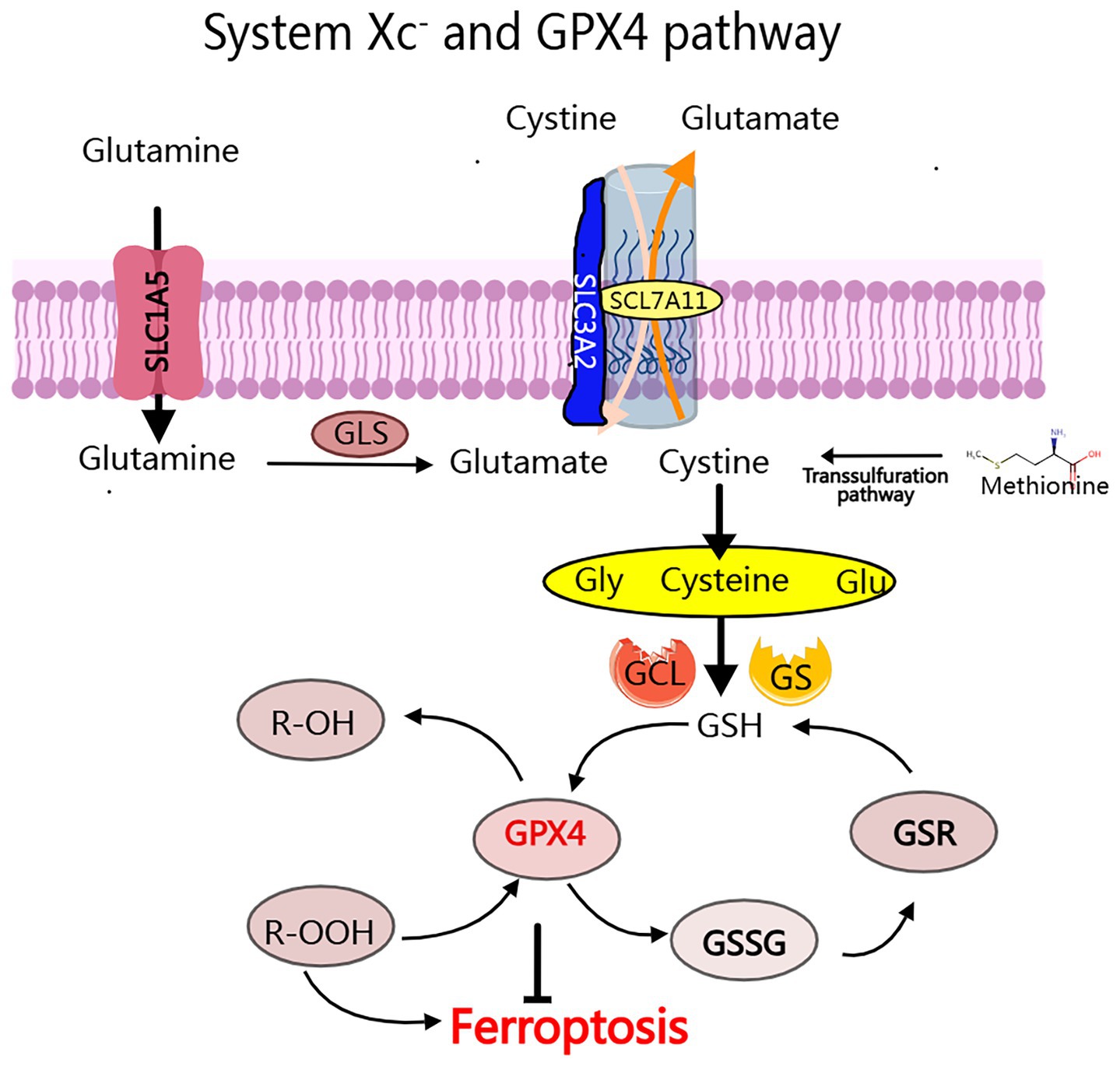 Diagram illustrating the System Xc- and GPX4 pathway. Glutamine enters the cell via SLC1A5 and is converted to glutamate by GLS. Cystine is imported while glutamate is exported through SLC7A11. Cystine converts to cysteine, combining with glycine (Gly) and glutamate (Glu) to form GSH via GCL and GS. GSH is involved with GPX4 in reducing R-OOH to R-OH, preventing ferroptosis. GSSR is reduced back to GSH by GSR. The transsulfuration pathway from methionine is also shown.