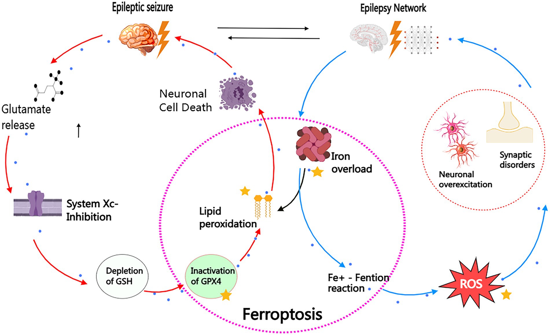Diagram depicting the ferroptosis process in epileptic seizures. It shows glutamate release leading to system Xc- inhibition, GSH depletion, and GPX4 inactivation, causing lipid peroxidation and neuronal cell death. Iron overload and Fe+ Fenton reaction contribute to reactive oxygen species (ROS) production, affecting synaptic disorders and neuronal overexcitation. Arrows indicate the processes and interconnections.