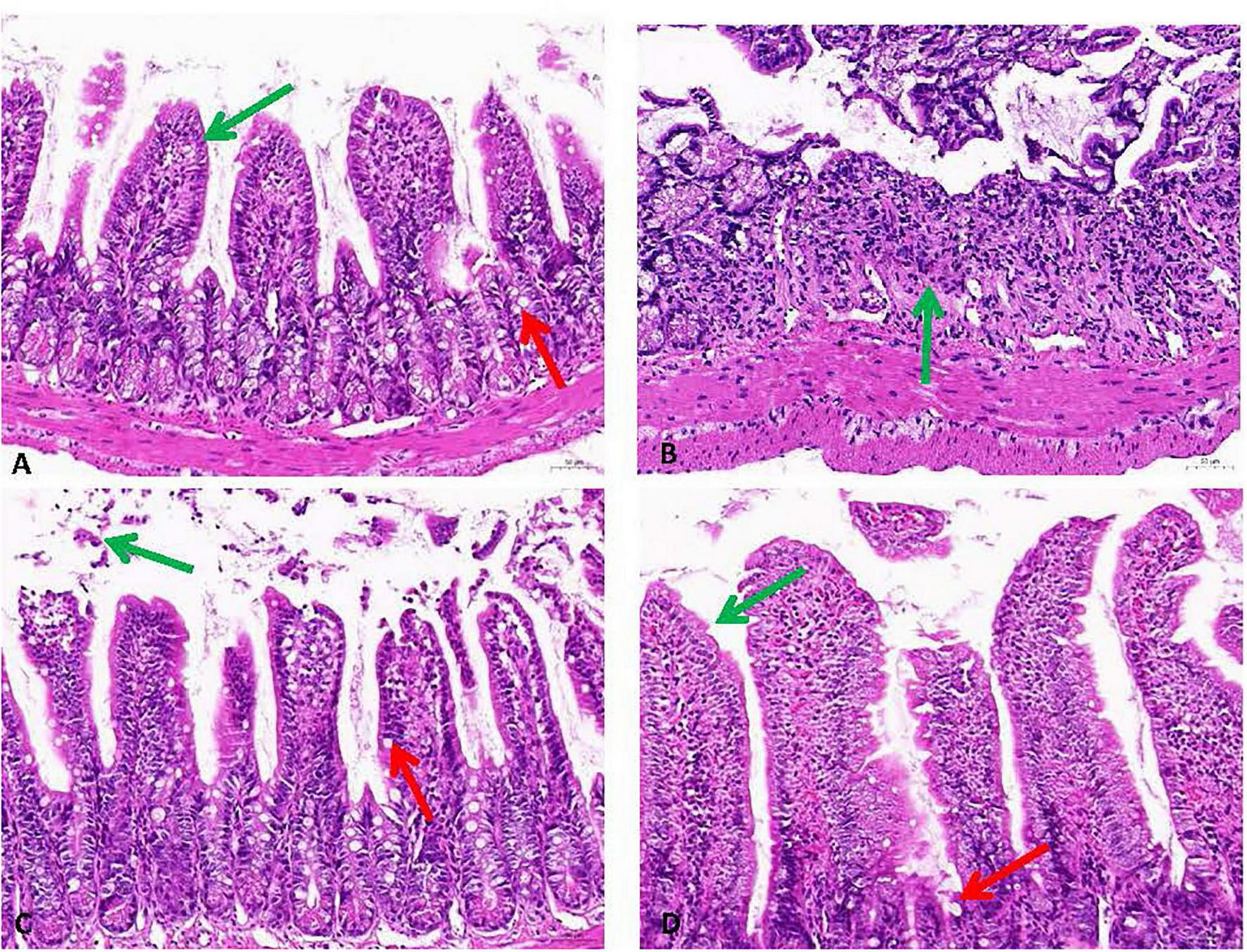 Histological micrographs of representative tissue sections (A-D). The green arrows indicate the structural variations of mucosal epithelial cells, while the red arrows show pathological alterations of cup cells. Images demonstrate inter-sample variability across experimental conditions.