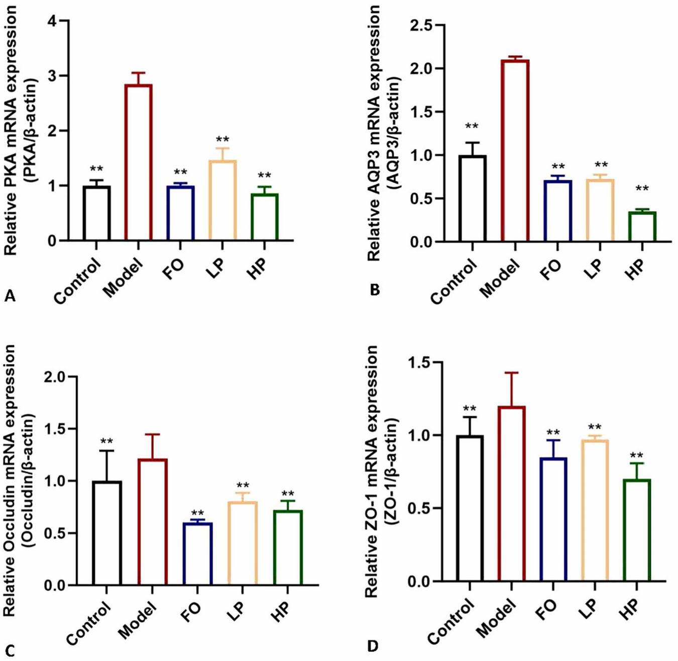 Quantitative analysis of relative mRNA expression for (A) PKA, (B) AQP3, (C) Occludin, and (D) ZO-1 across five experimental groups (Control, Model, FO, LP, HP). Asterisks denote statistically significant differences versus Model group (p<0.05).