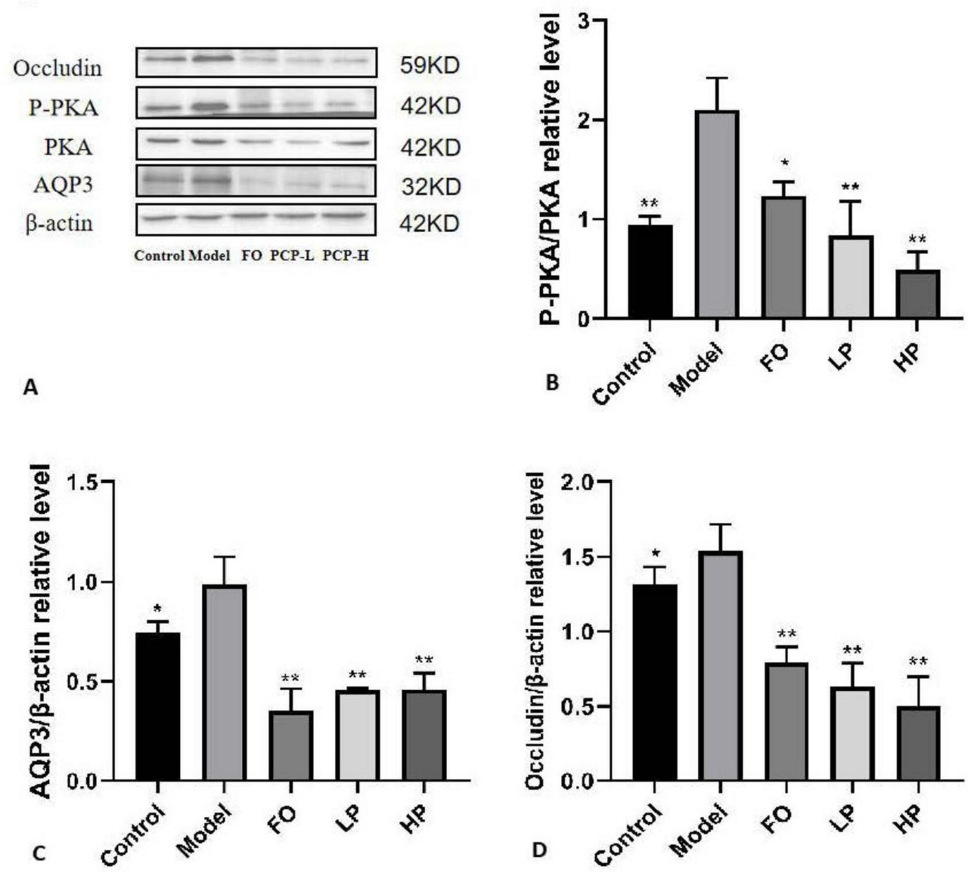 Western blot analysis with quantitative bar graphs. Panel A: Representative immunoblots of Occludin, phosphorylated PKA (P-PKA), total PKA, aquaporin-3 (AQP3), and α-actin loading control across experimental groups (Control, Model, FO, LP, HP). Panel B: P-PKA/PKA relative ratio showing significant changes. Panel C: AQP3/α-actin normalized levels with statistically significant differences. Panel D: Occludin/α-actin expression levels demonstrating significant variations. Asterisks denote statistical significance versus Model group (p<0.05) in Panels B-D.