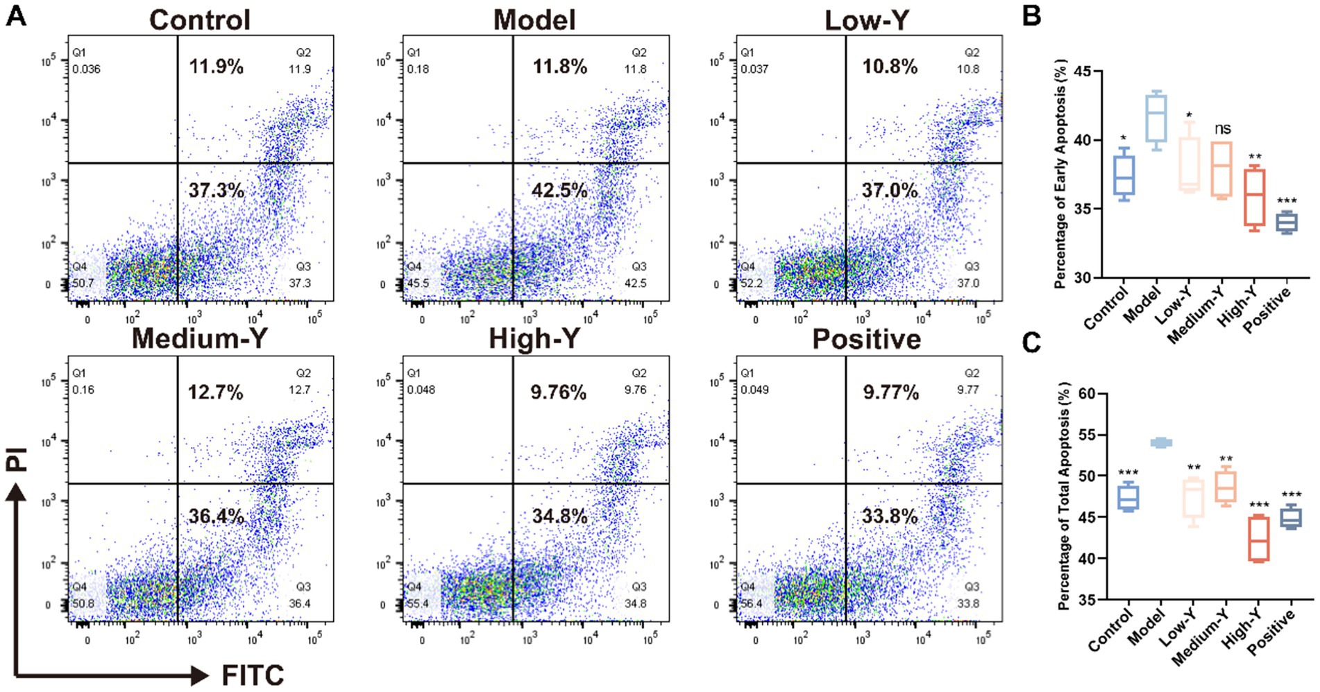 Flow cytometry dot plots and box plots analyze apoptosis across six groups: Control, Model, Low-Y, Medium-Y, High-Y, and Positive. Dot plots show cell distribution for each group, with percentages indicating levels of apoptosis. Box plots display early apoptosis (B) and total apoptosis (C) percentages among groups, highlighting statistical differences with asterisks indicating significance levels.