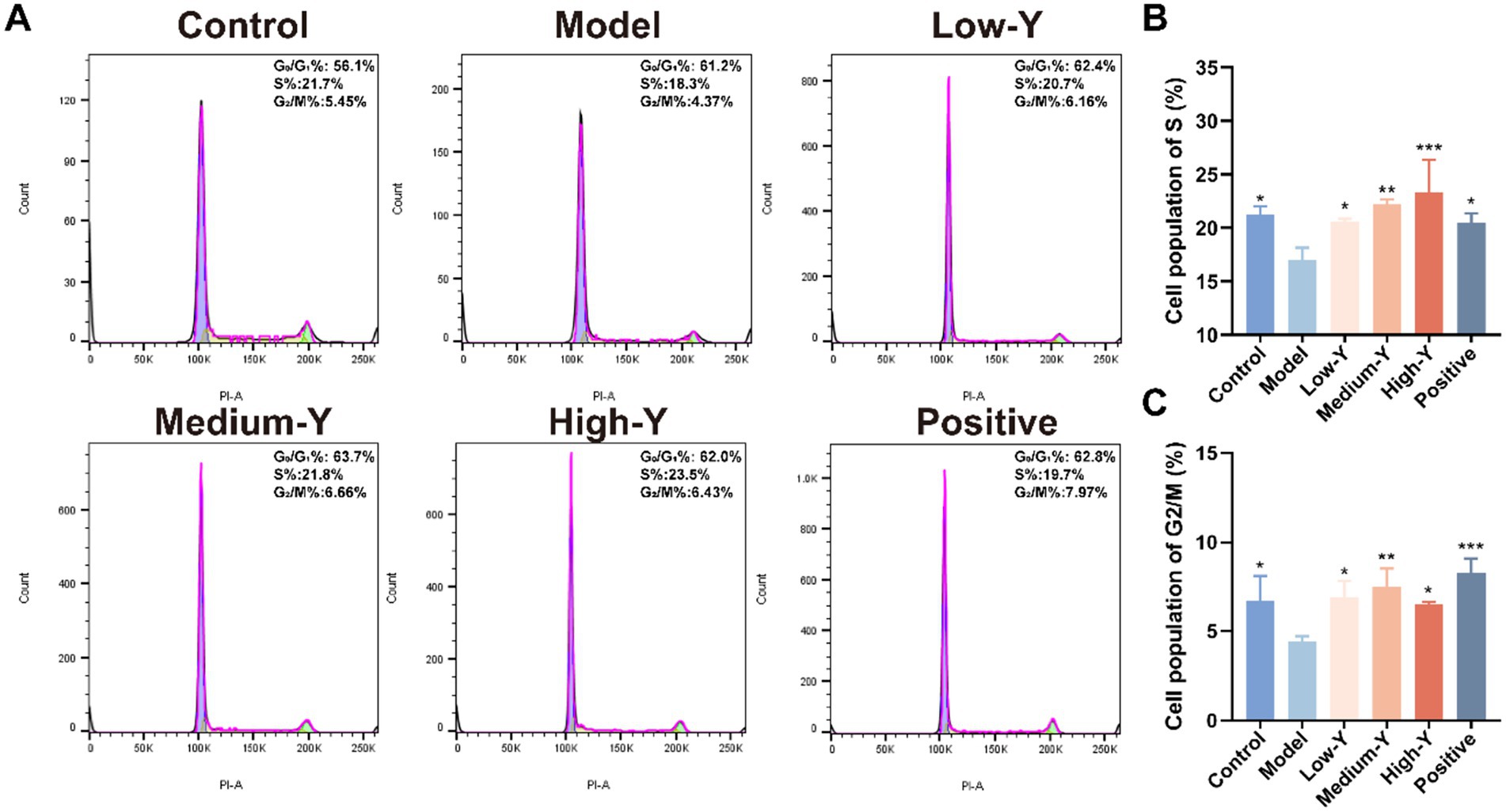 Panel A shows histograms of cell cycle distribution for Control, Model, Low-Y, Medium-Y, High-Y, and Positive groups, indicating G0/G1, S, and G2/M phase percentages. Panel B is a bar graph of the S phase cell population, with High-Y showing a significant increase. Panel C is a bar graph of G2/M phase cell population, also highlighting High-Y and Positive groups with significant differences. Asterisks indicate statistical significance.