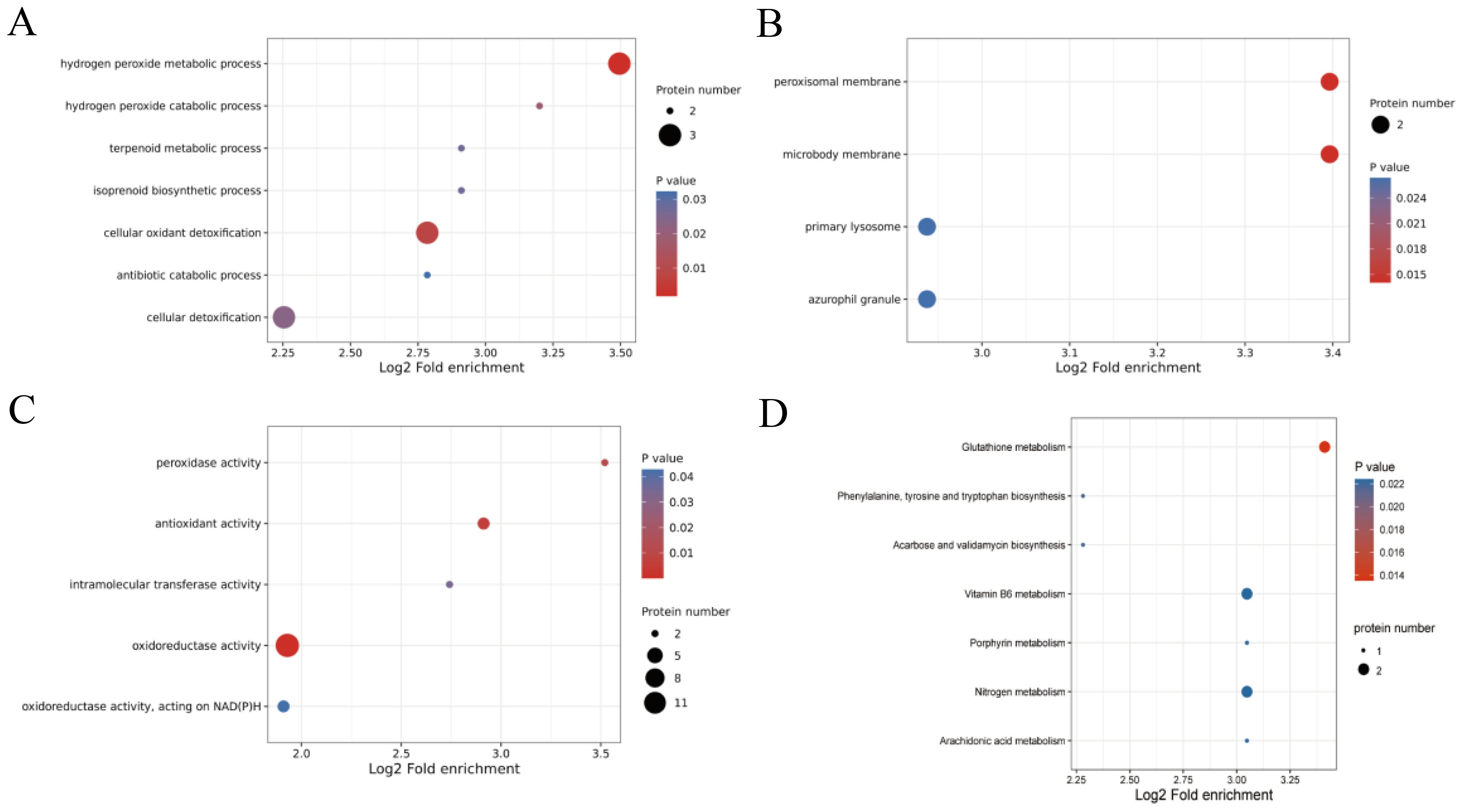Four scatter plots labeled A, B, C, and D show Log2 Fold Enrichment against various biological processes. Plot A shows enrichment in processes like hydrogen peroxide metabolic process. Plot B displays membrane-related enrichments. Plot C highlights oxidoreductase activity. Plot D contains metabolic pathways like glutathione metabolism. Circle size indicates protein number, and color gradient represents p-values from blue to red.