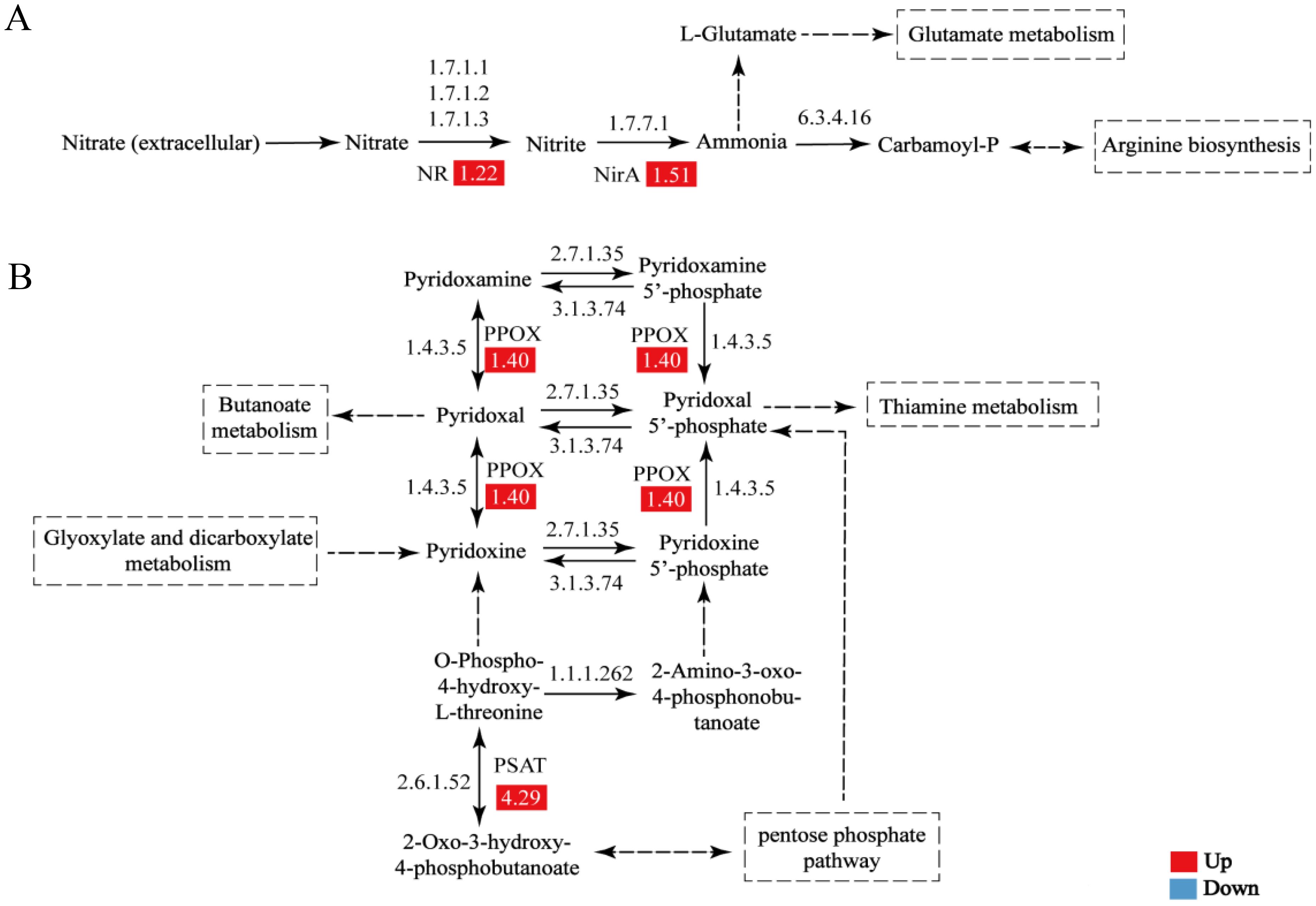 Diagram showing biochemical pathways with two parts. Part A depicts the nitrate to ammonia pathway, involving enzymes such as NR and NirA, linked to glutamate and arginine biosynthesis. Part B illustrates pathways for pyridoxal, pyridoxamine, and pyridoxine, connecting to butanoate, glyoxylate, thiamine metabolism, and the pentose phosphate pathway. Red boxes indicate enzyme activity levels, labeled with numbers, signifying upregulation. A legend indicates red for upregulation and blue for downregulation.