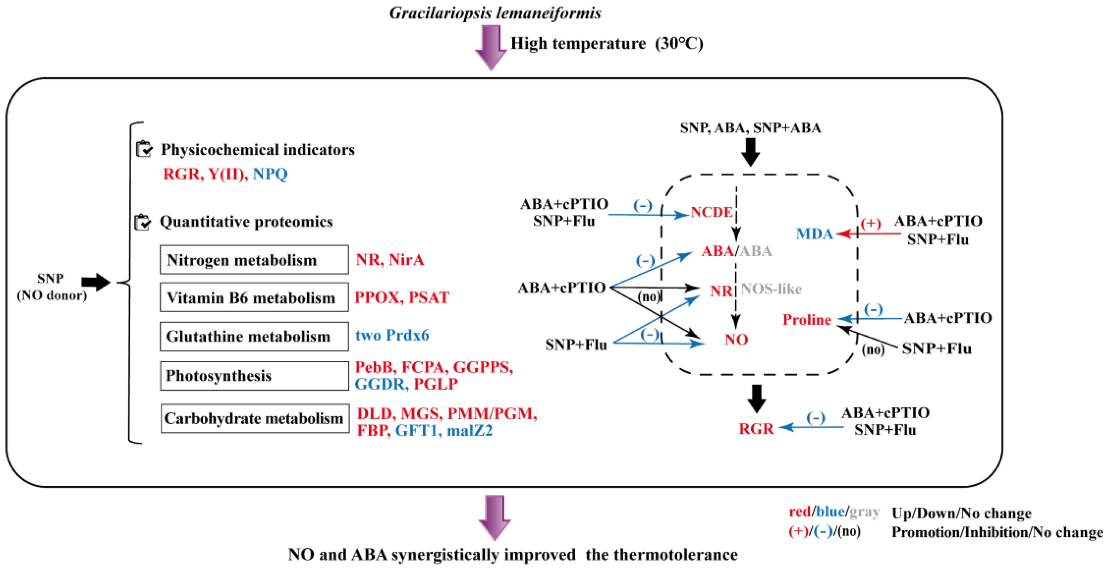 Diagram showing the impact of SNP (NO donor) and ABA on the thermotolerance of Gracilariopsis lemaneiformis at a high temperature of 30°C. It addresses changes in physicochemical indicators (RGR, Y(II), NPQ) and quantitative proteomics, highlighting processes like nitrogen, vitamin B6, glutathione, photosynthesis, and carbohydrate metabolism. The interactions demonstrate gene expression changes, with a color-coded impact: red indicates upregulated, blue downregulated, and gray no change. Positive or negative effects are marked with (+), (-), or (no). Arrows and pathways illustrate the influence on MDA, proline, and NCDE, revealing improved thermotolerance.
