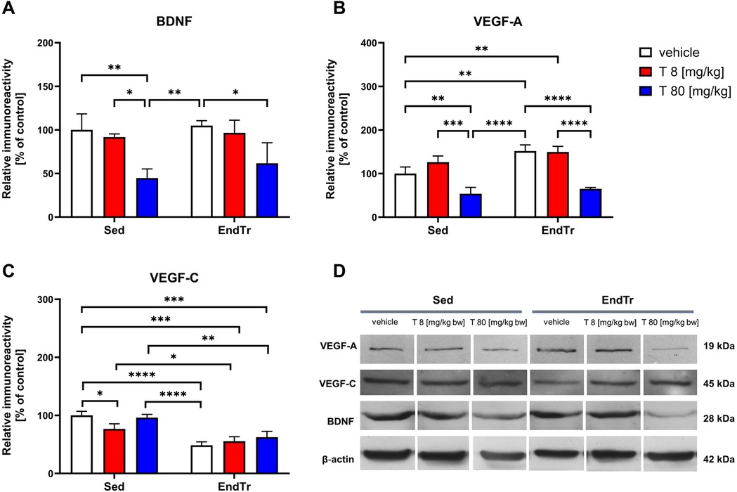 Bar graphs A, B, and C display relative immunoreactivity levels of BDNF, VEGF-A, and VEGF-C proteins, respectively, in sedentary (Sed) and endurance-trained (EndTr) rats under different treatments (vehicle, testosterone (T 8 mg/kg), and testosterone (T 80 mg/kg)). Bars are colored white, red, and blue, respectively. Significant differences are marked by asterisks, indicating changes observed after endurance training alone or in combination with testosterone treatment. Panel D displays corresponding immunoblots for each protein across various conditions, highlighting noticeable differences in band intensity.