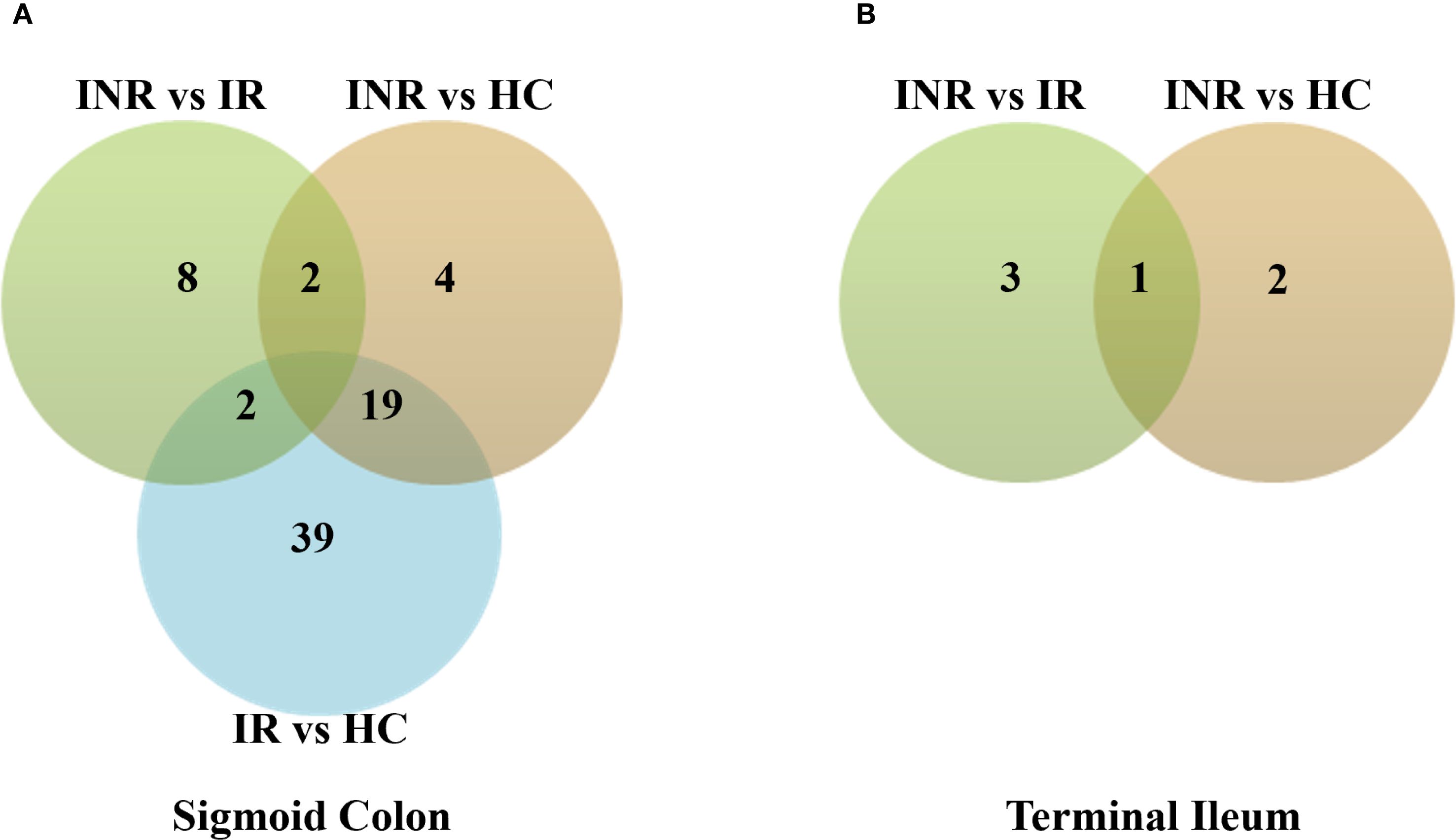 Venn diagrams comparing differential protein expression across groups. Panel A: Sigmoid colon with three circles for INR vs IR, INR vs HC, and IR vs HC, showing overlaps and unique numbers. Panel B: Terminal ileum with two circles for INR vs IR and INR vs HC, displaying overlaps and distinct numbers.