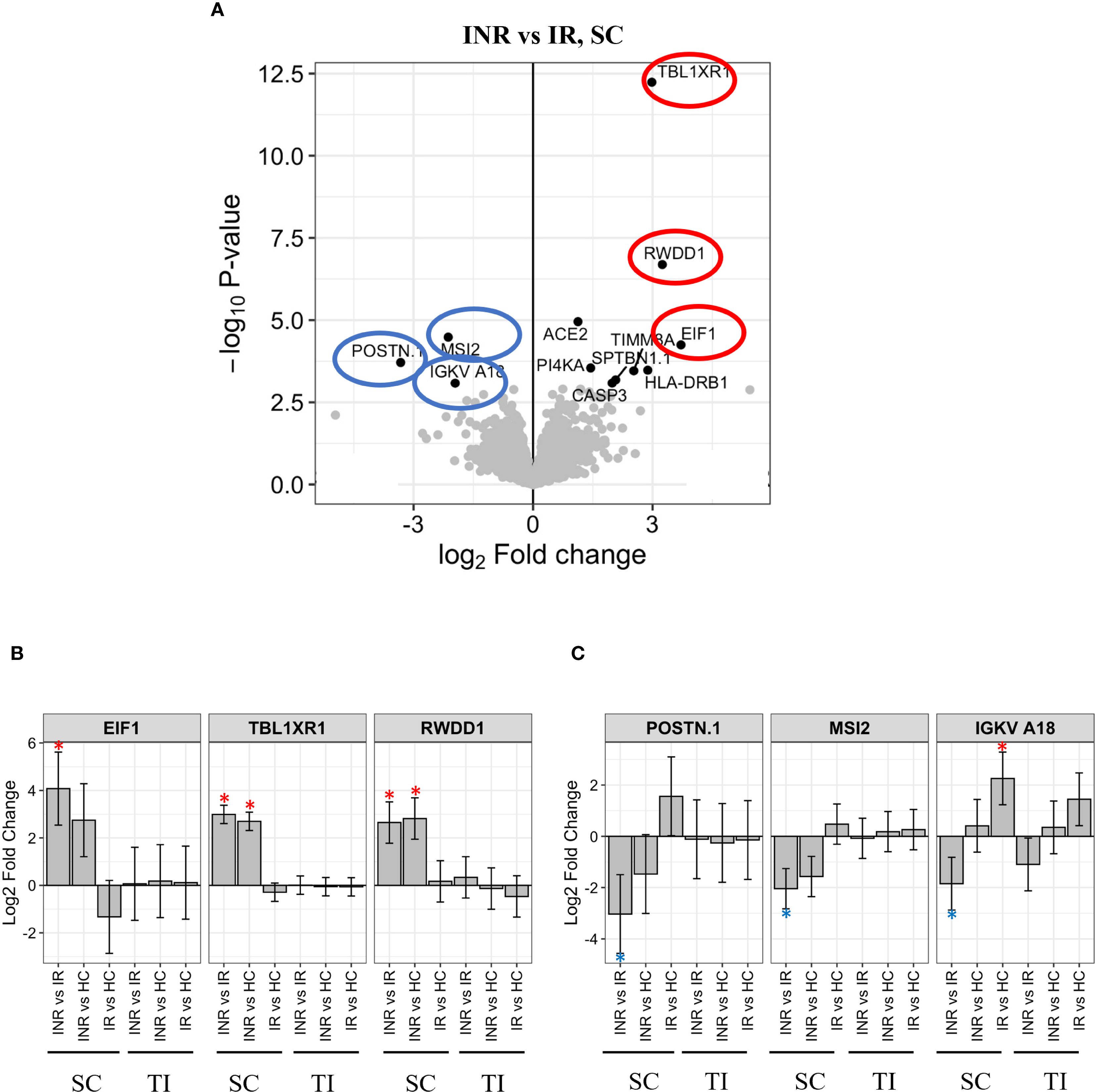 Panel A shows a volcano plot comparing INR versus IR, SC, with significant upregulated genes: TBL1XR1, RWDD1, and EIF1 highlighted in red, and downregulated genes: POSTN, MSI2, and IGKV A18 in blue. Panel B presents bar graphs for EIF1, TBL1XR1, and RWDD1 showing log2 fold change across conditions. Panel C displays bar graphs for POSTN.1, MSI2, and IGKV A18, with conditions labeled below each.